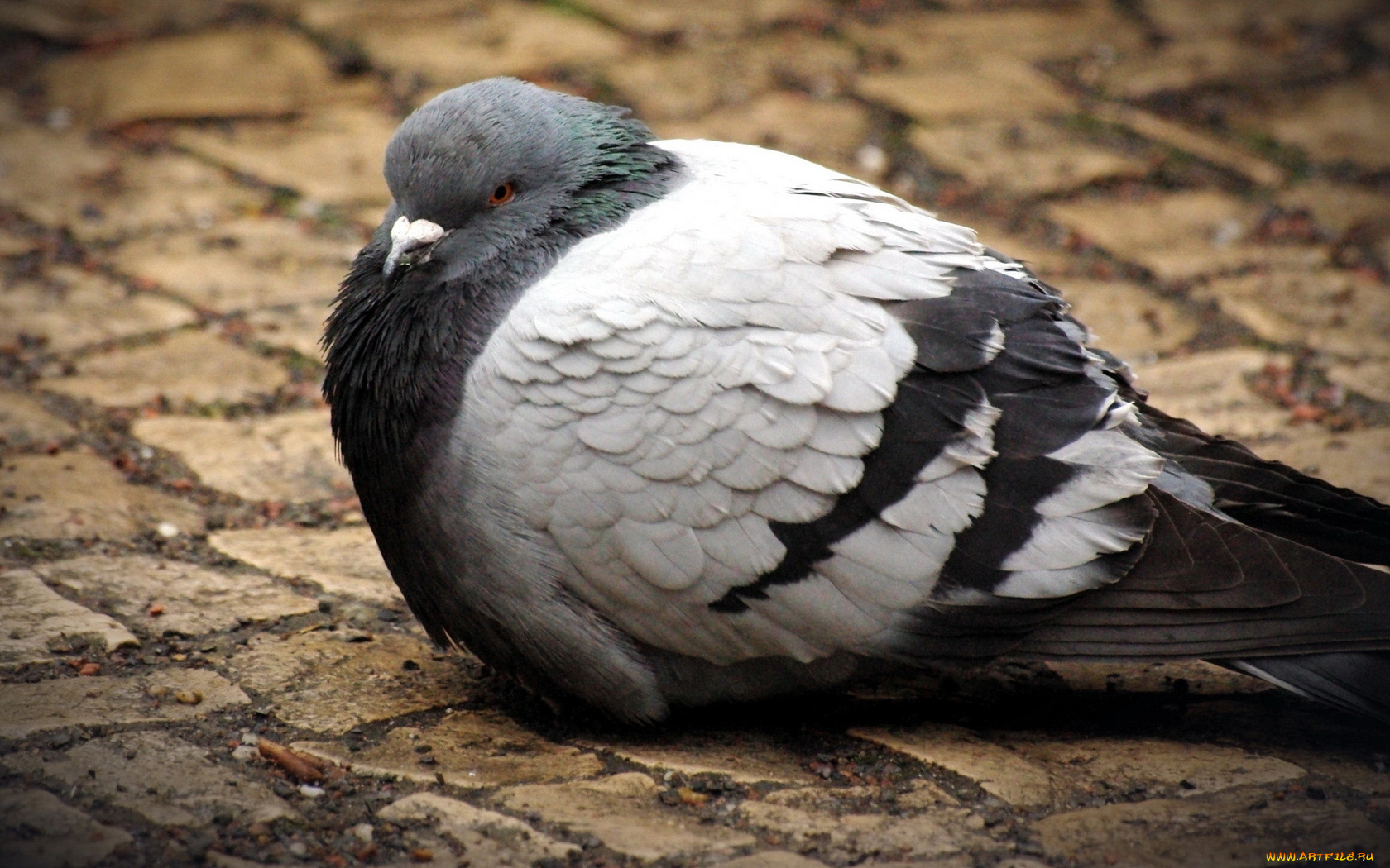 животные, голуби, нахохлившийся