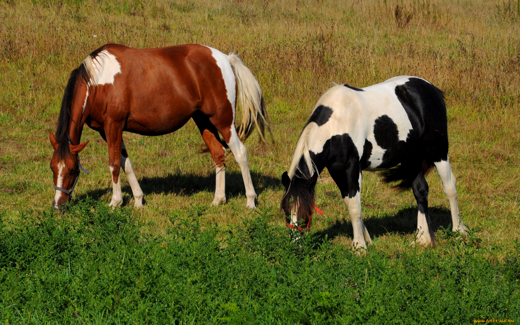 животные, лошади, трава