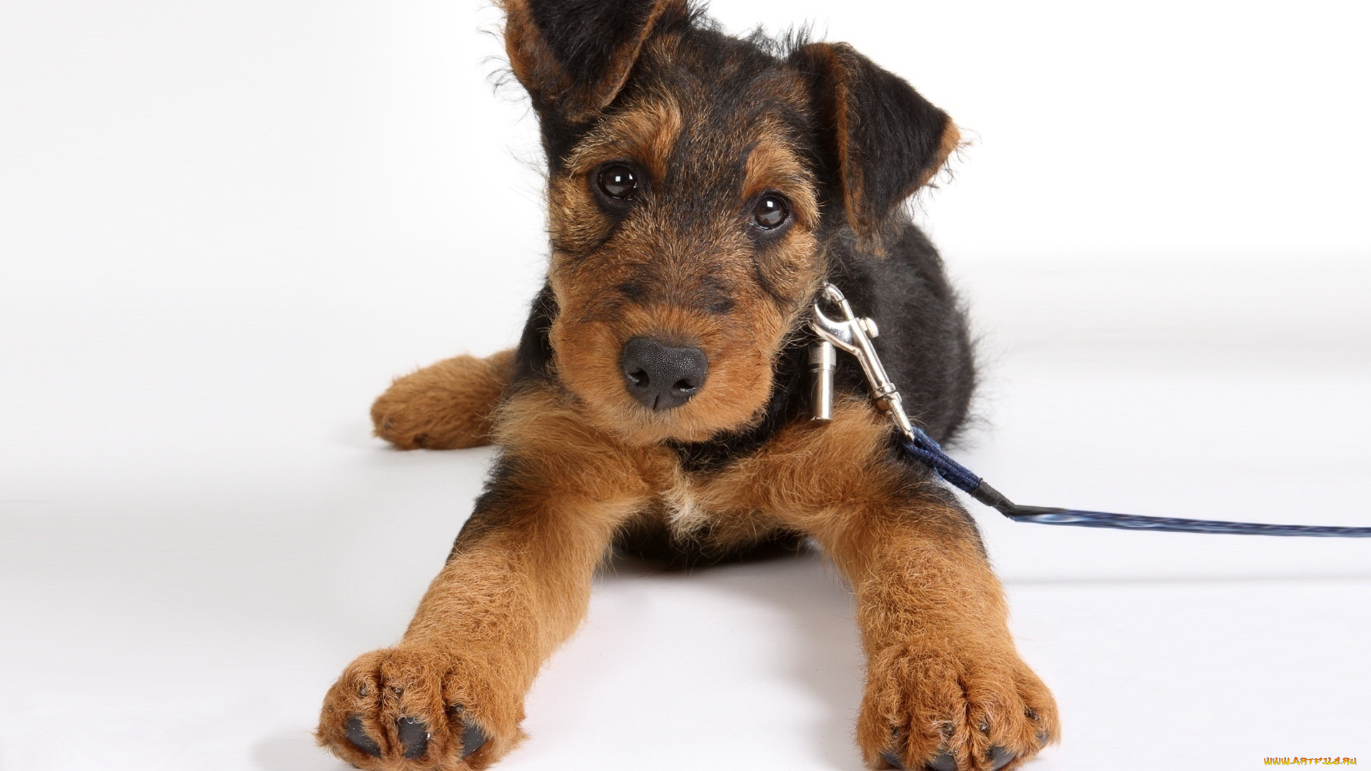 airedale, terrier, животные, собаки, песик, щенок, лежит, поводок