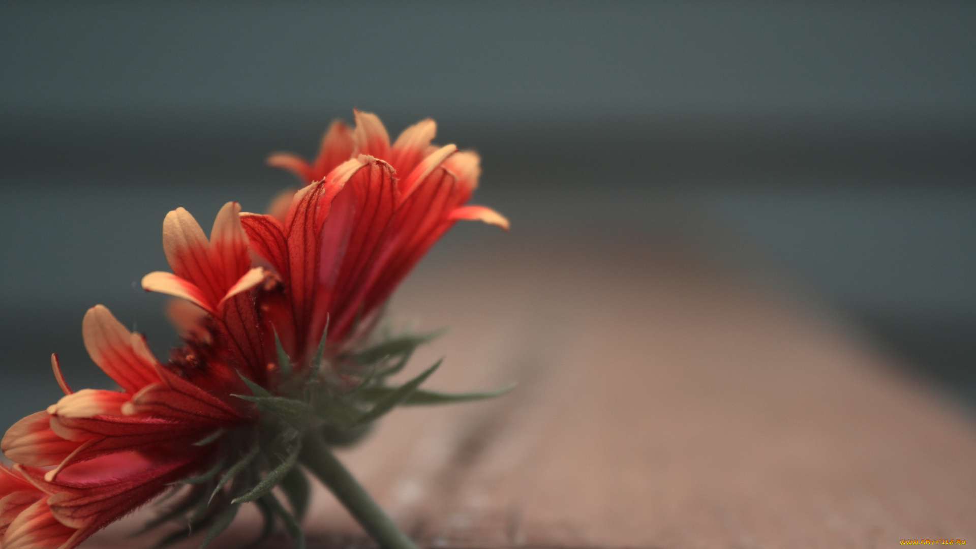 цветок, цветы, герберы, фон, макро