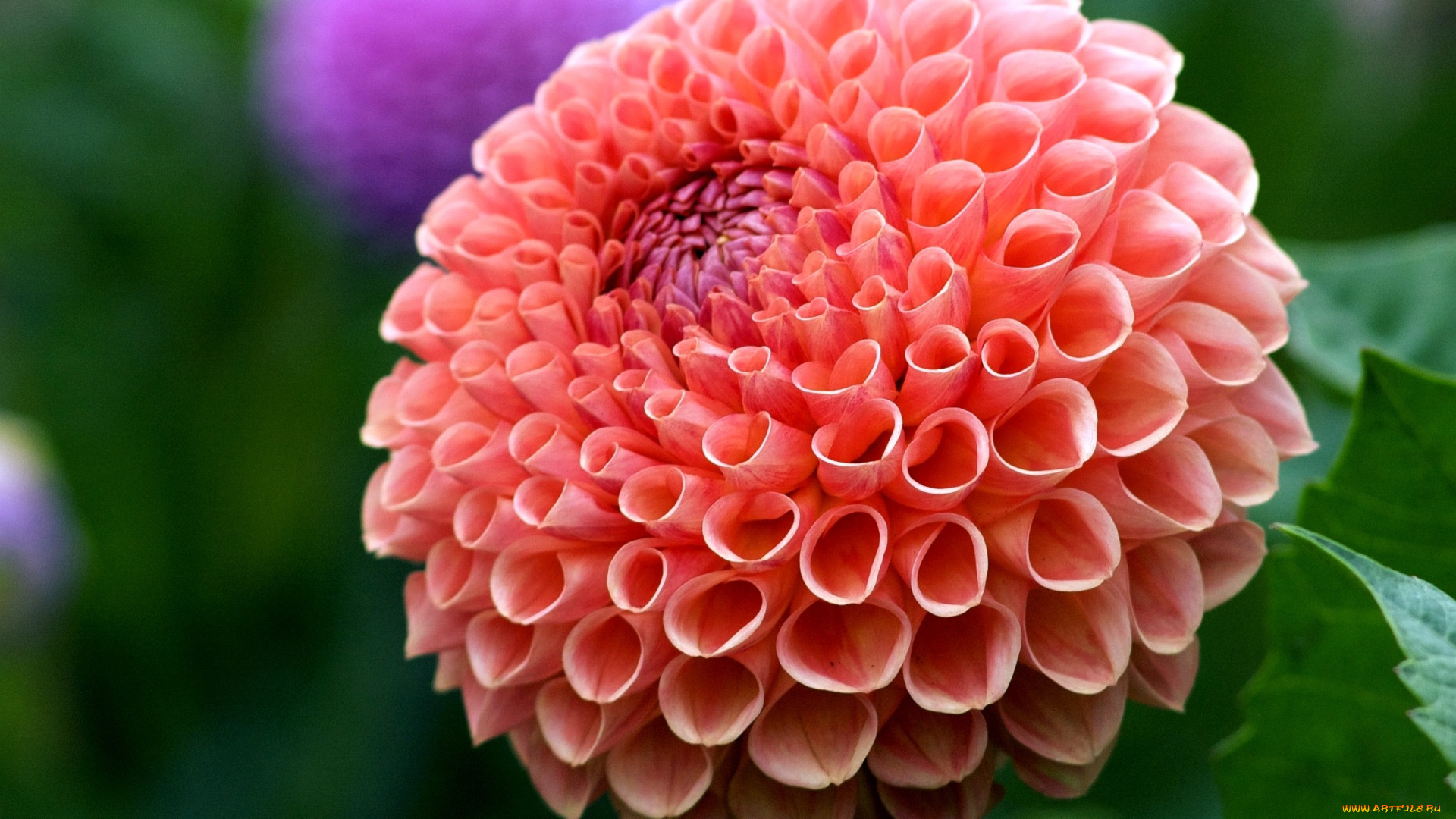 цветы, георгины, круглый, красный, лепестки