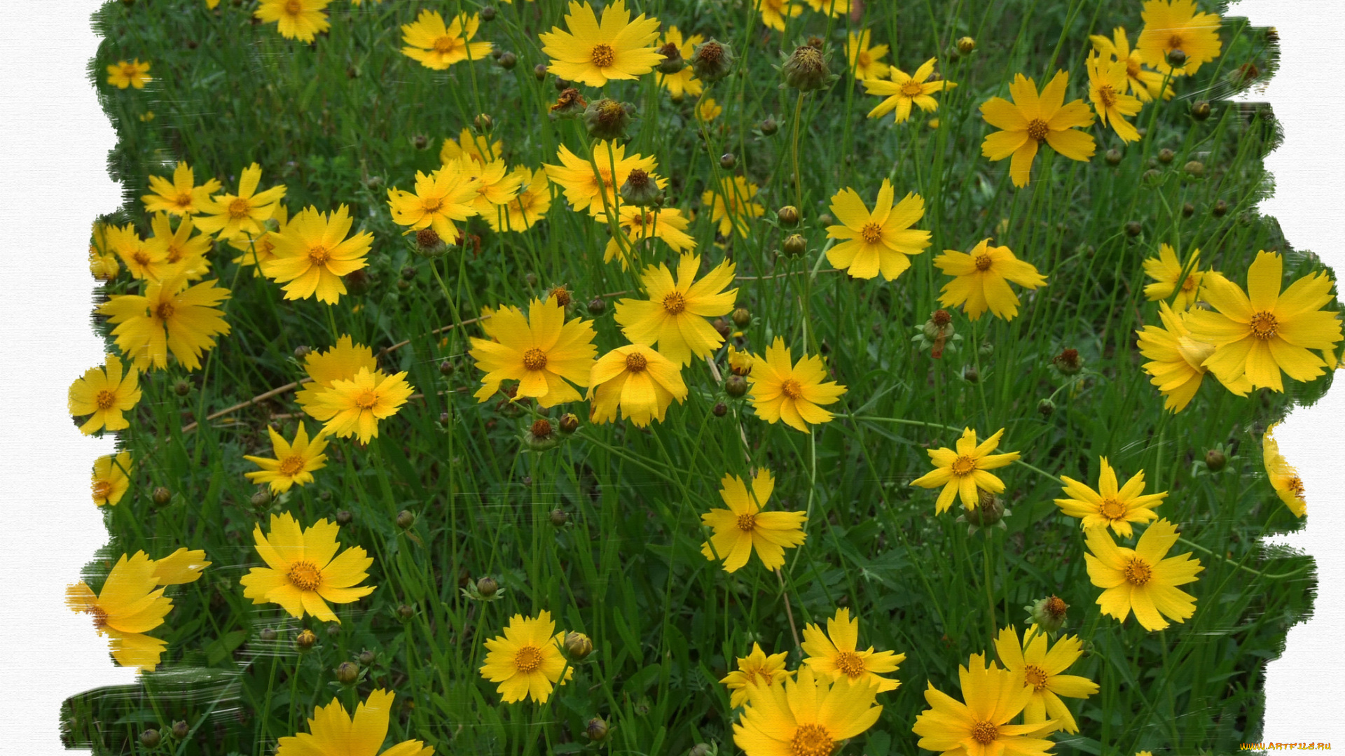 цветы, космея, зелёный, жёлтый