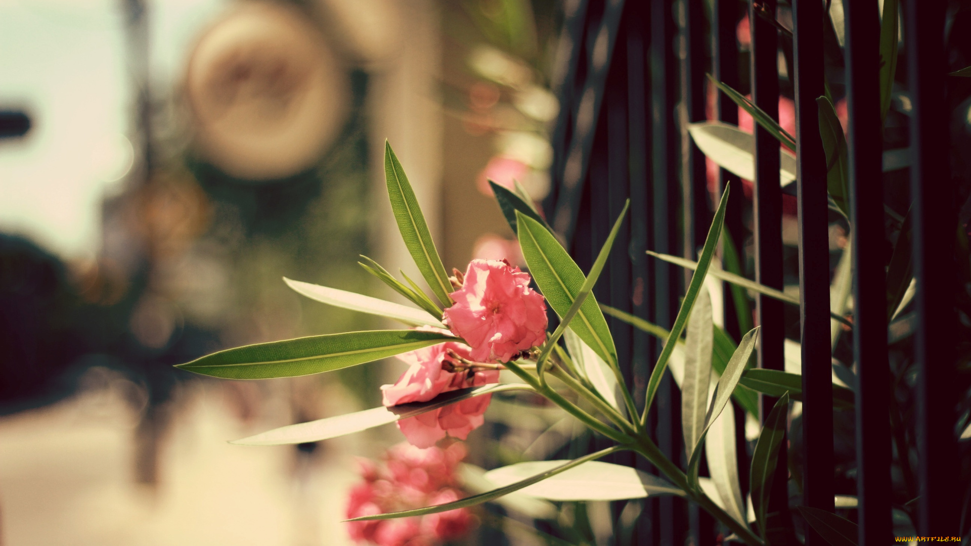 цветы, олеандры, листья, лепестки, забор