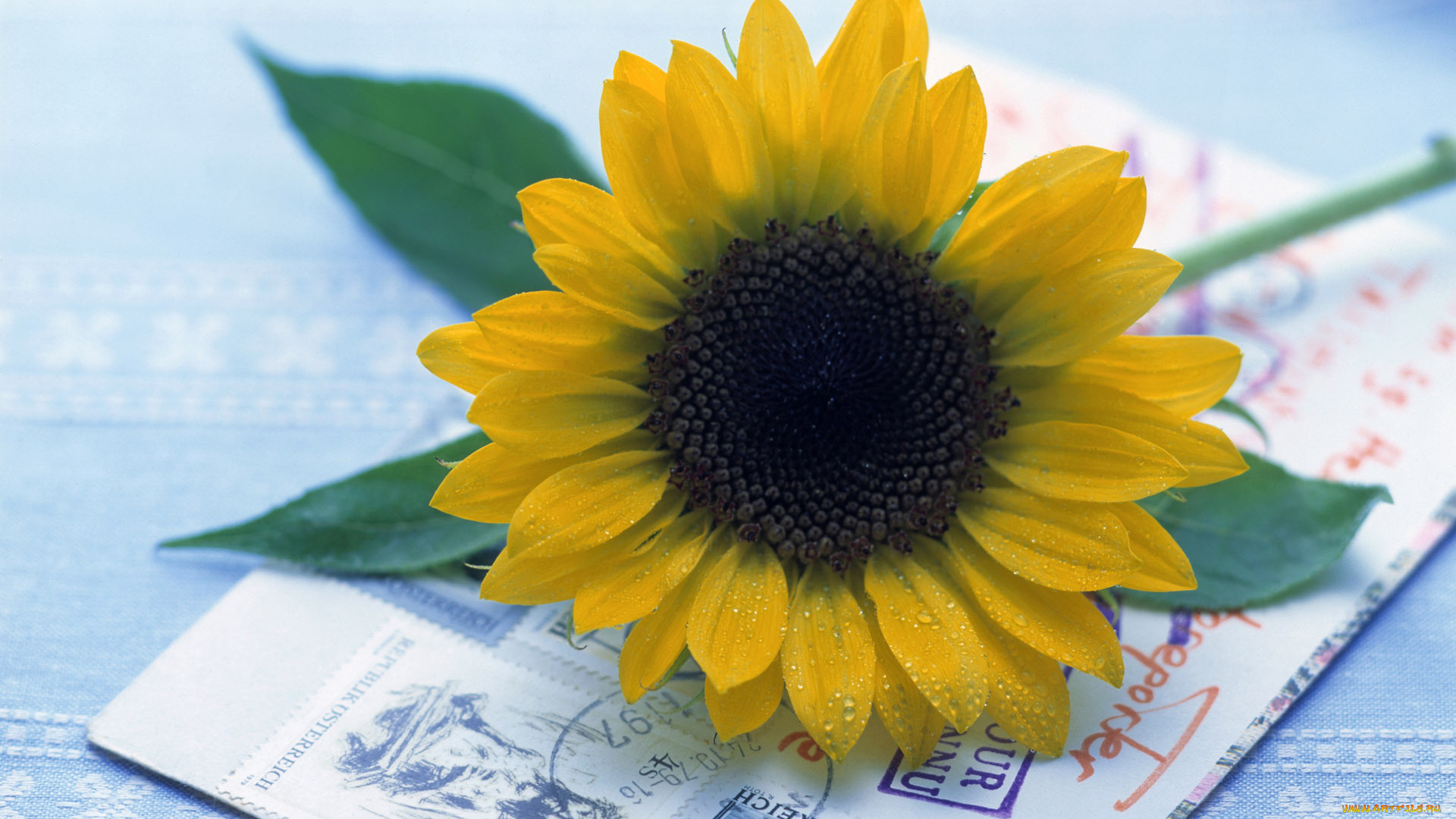 цветы, подсолнухи, подсолнух, письмо, почта