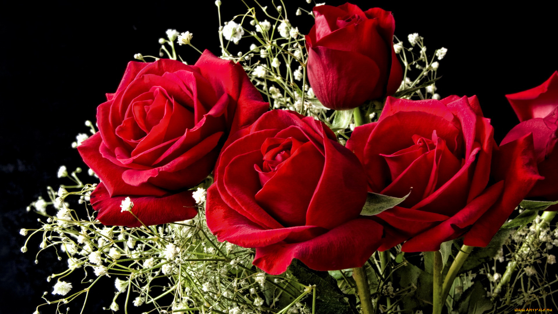цветы, розы, красные