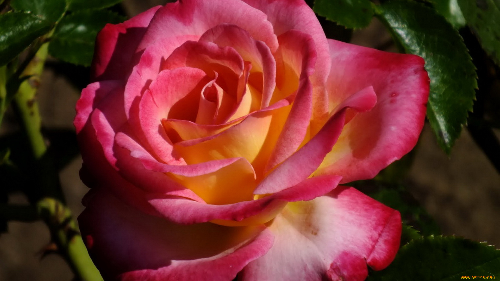 цветы, розы, розовая