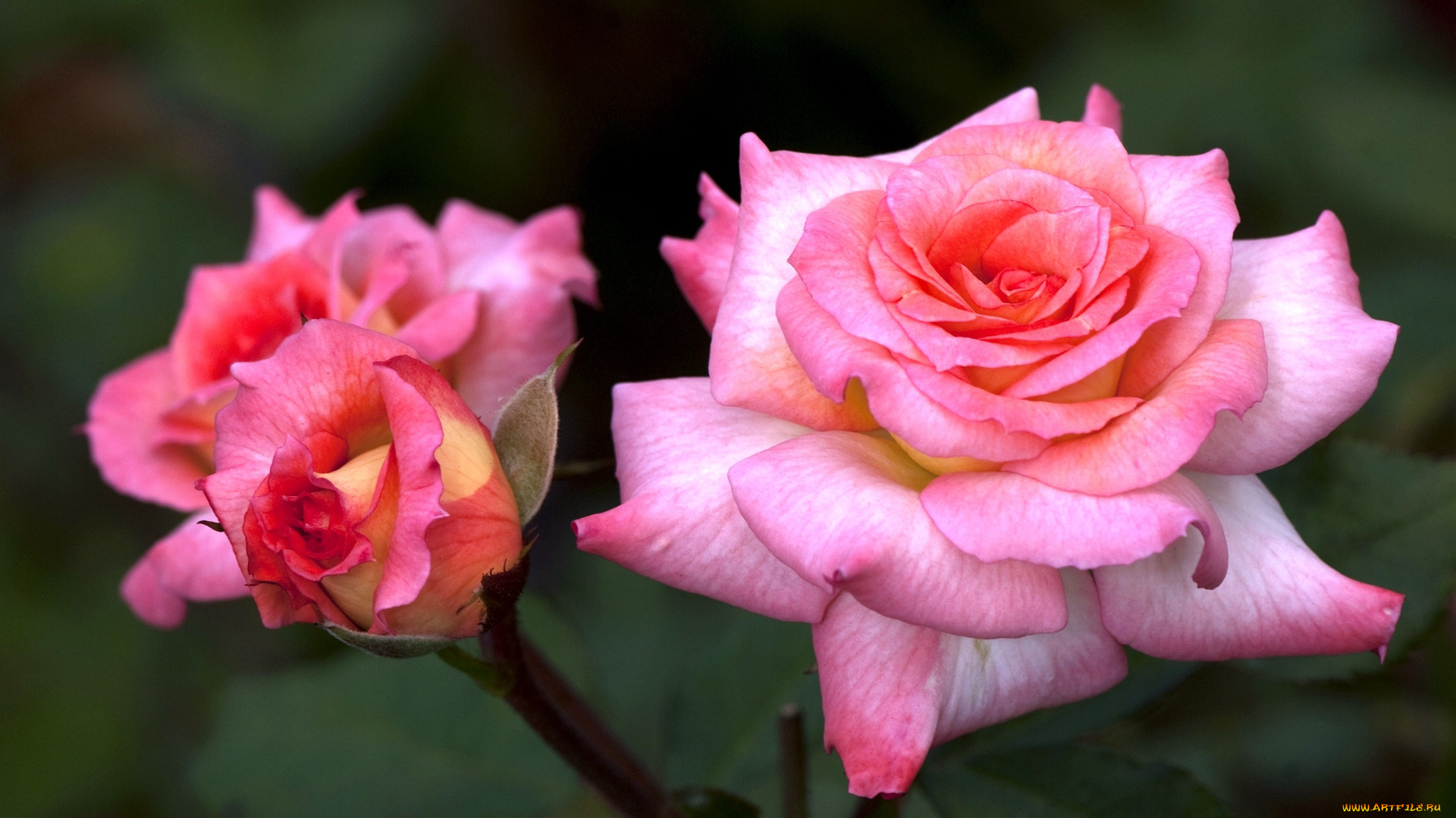 цветы, розы, розовый, лепестки, большой