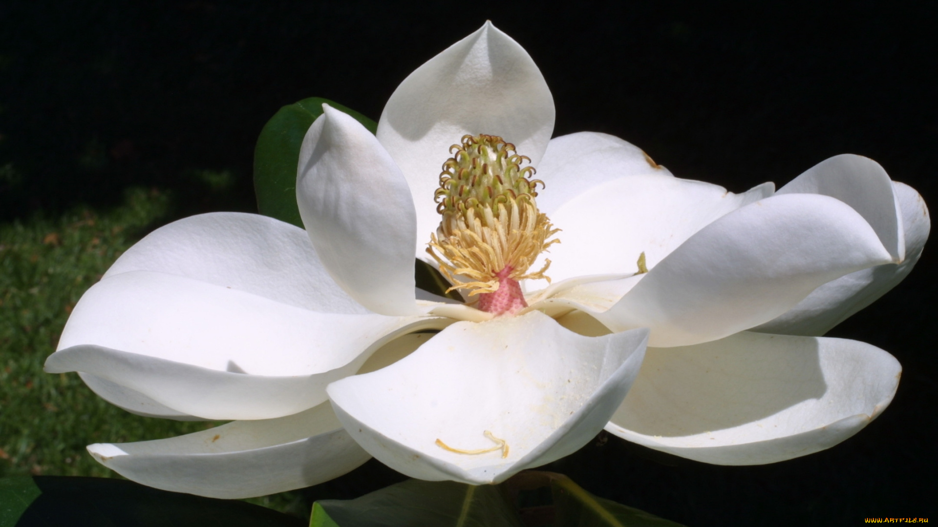 магнолия, цветы, магнолии, белые, лепестки