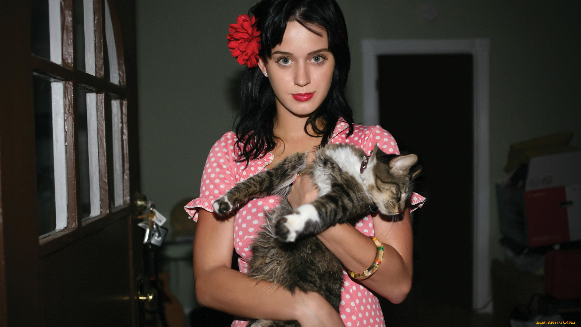 музыка, katy, perry, кошка
