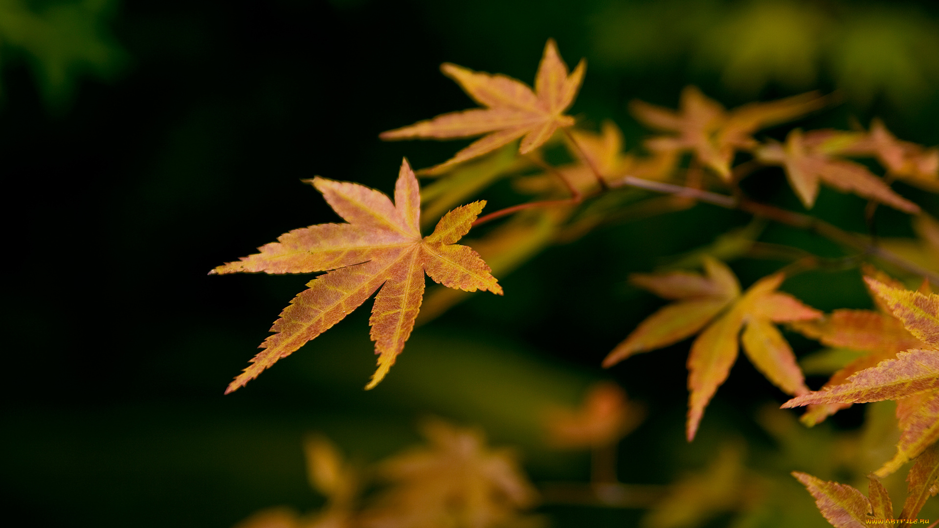 осень, природа, листья, листва, ветка