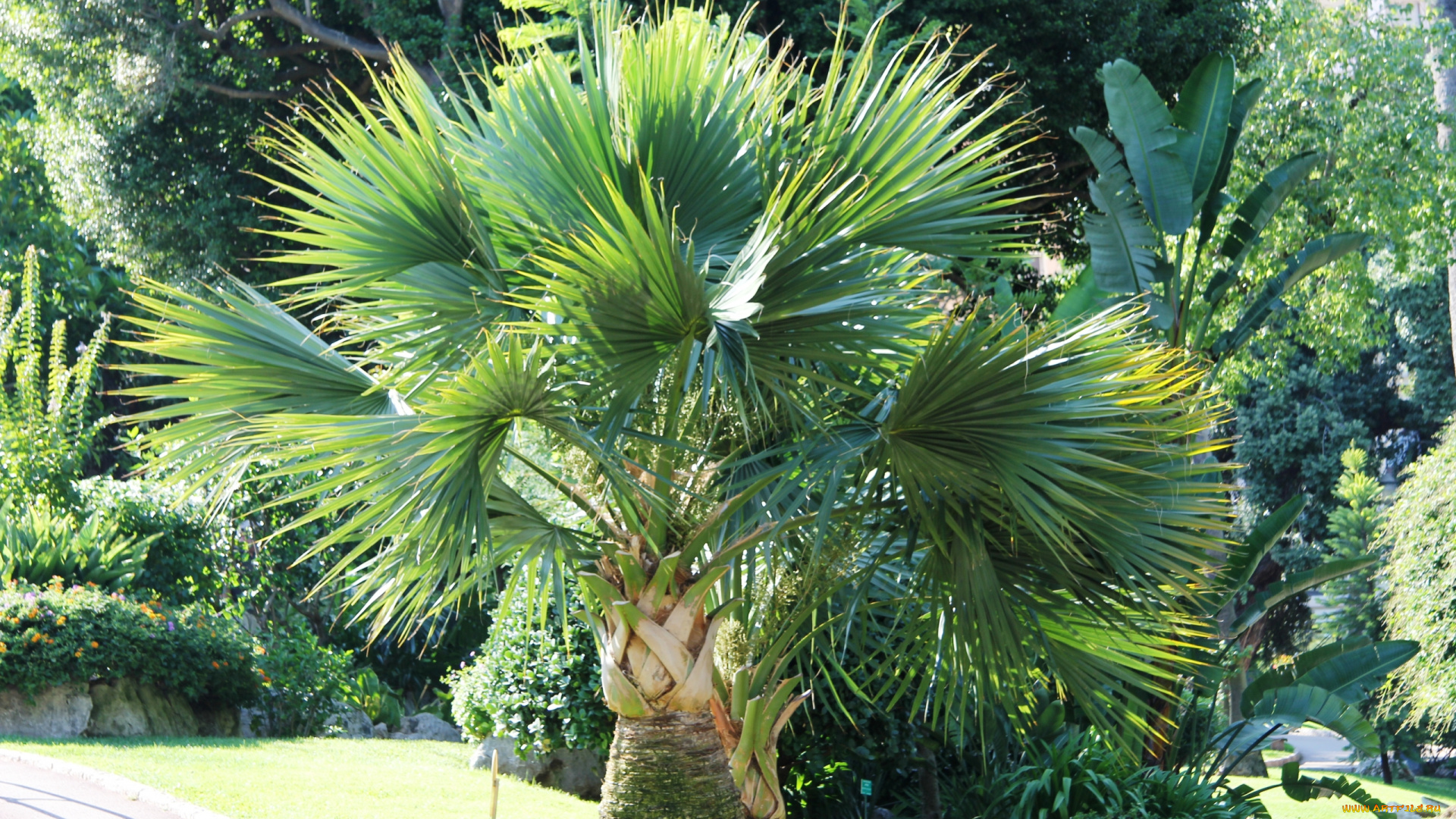 природа, деревья, толстый, ствол, листья-веера