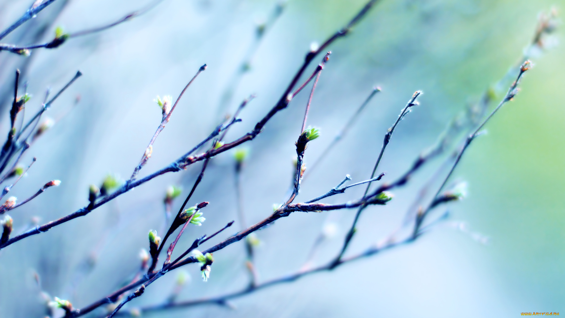 природа, макро, весна, воздух, свет, небо, листья, веточки, ветви, легкость