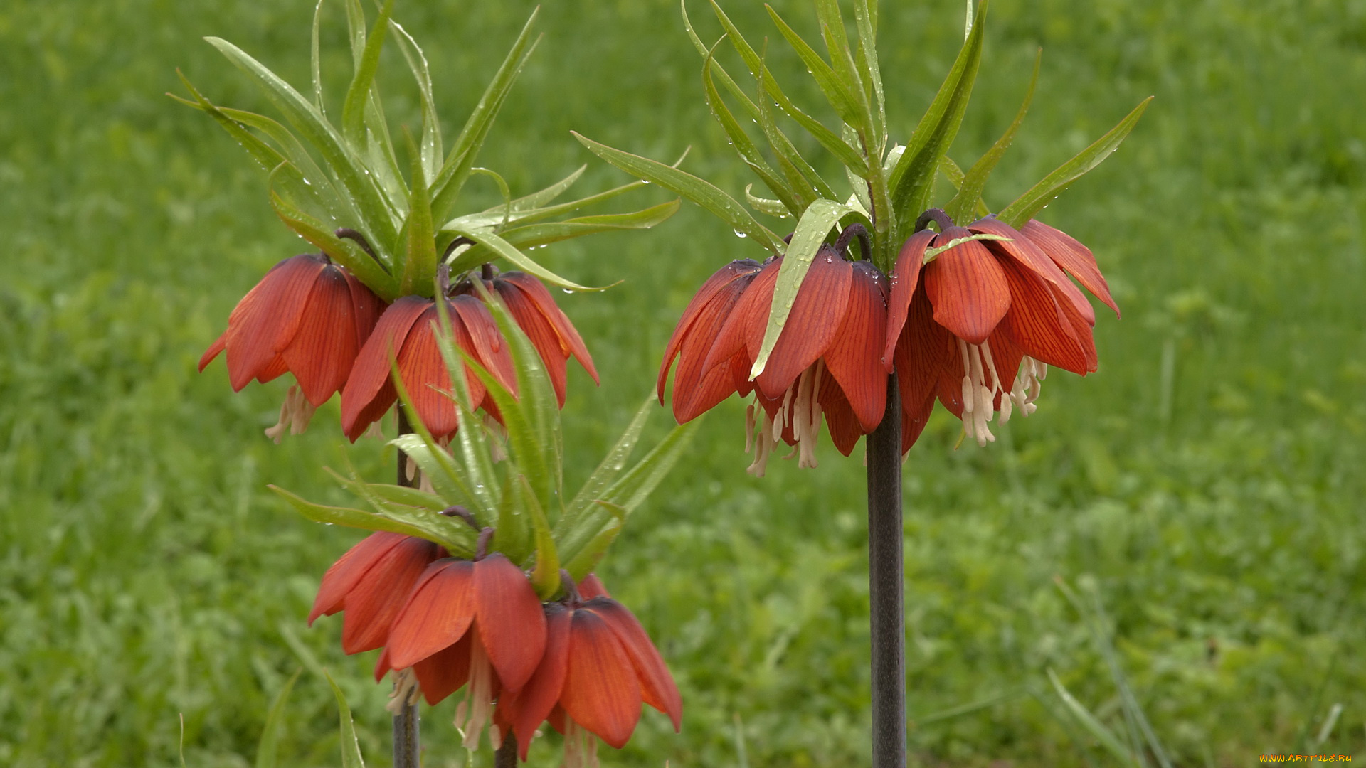 рябчик, цветы, рябчики, после, дождя
