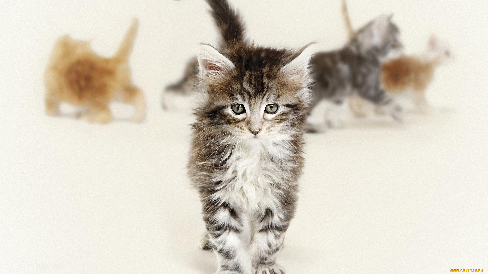 животные, коты, котёнок