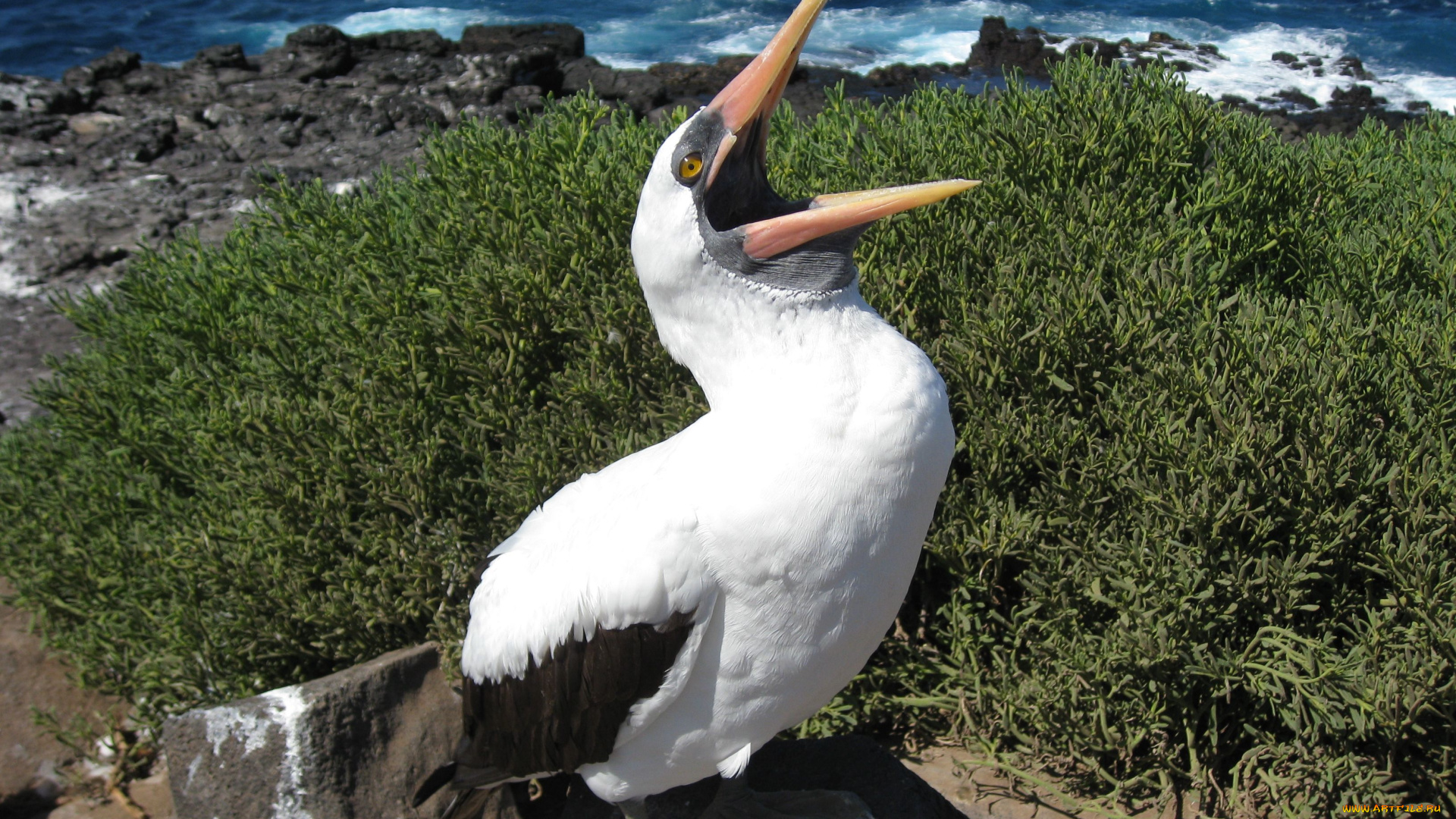 животные, олуши, клюв