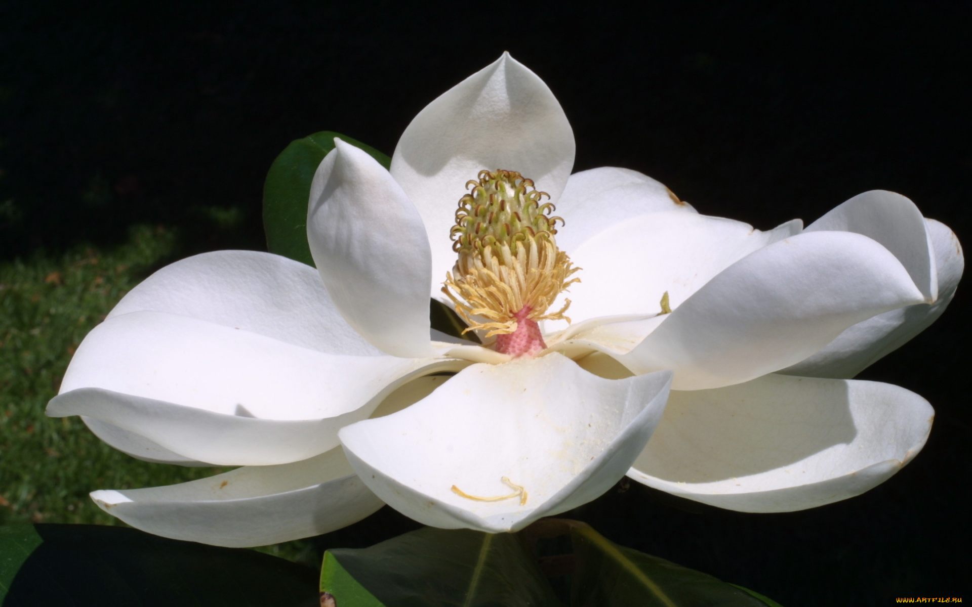 магнолия, цветы, магнолии, белые, лепестки