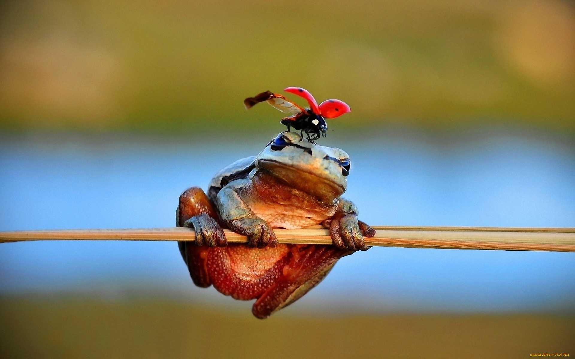 животные, разные, вместе, лягушка, травинка, божья, коровка