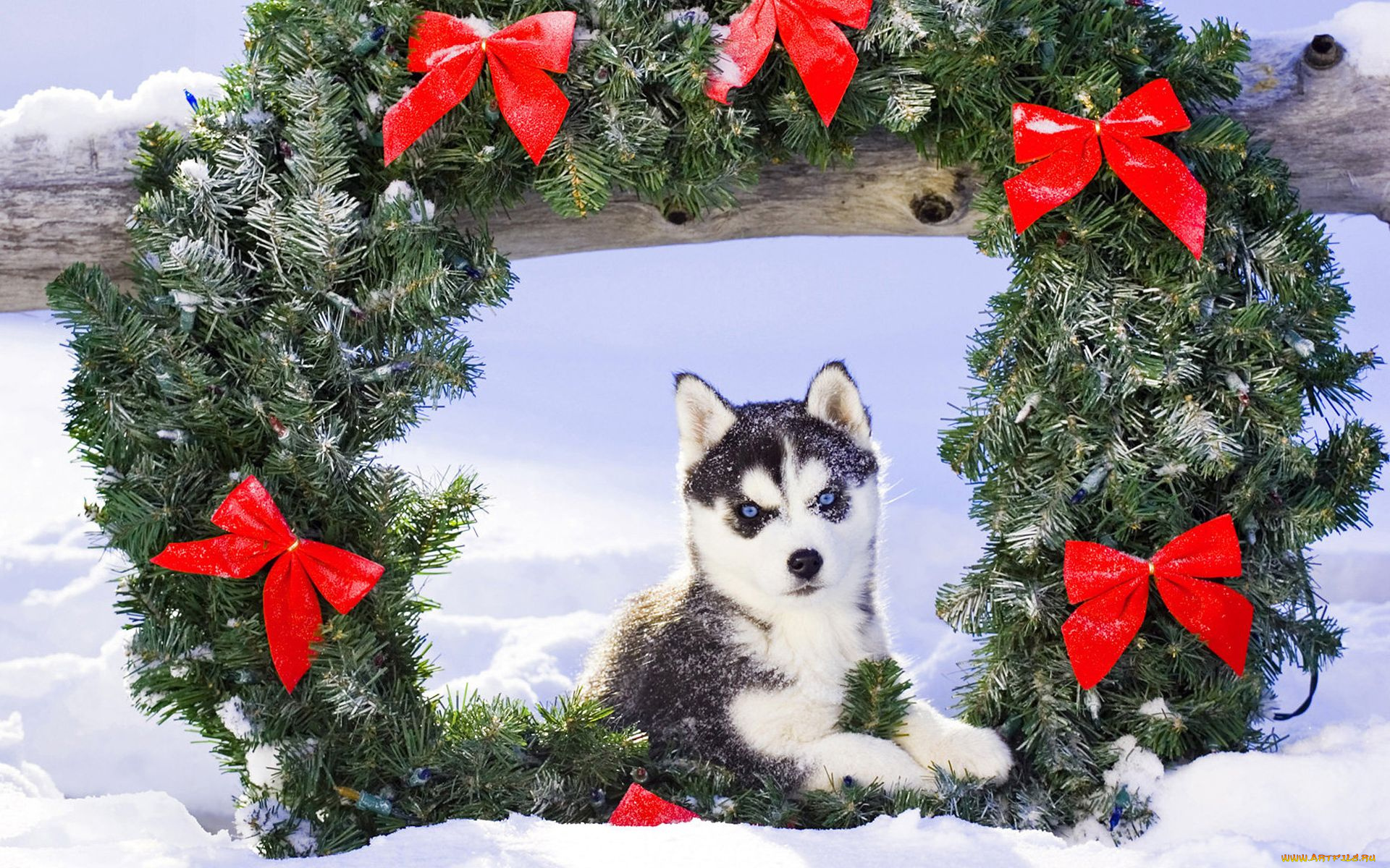 животные, собаки, хаска, рождество