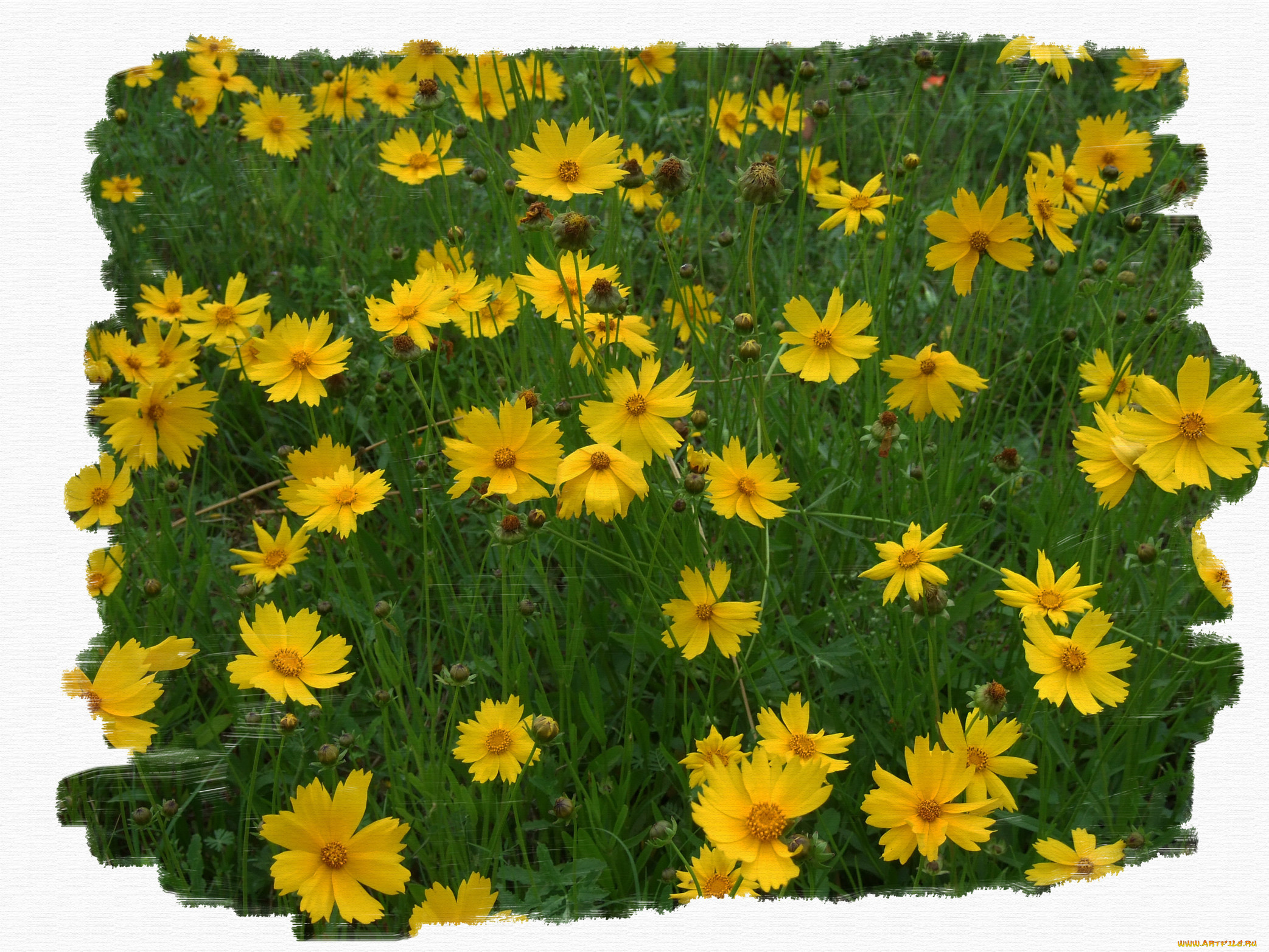 цветы, космея, зелёный, жёлтый