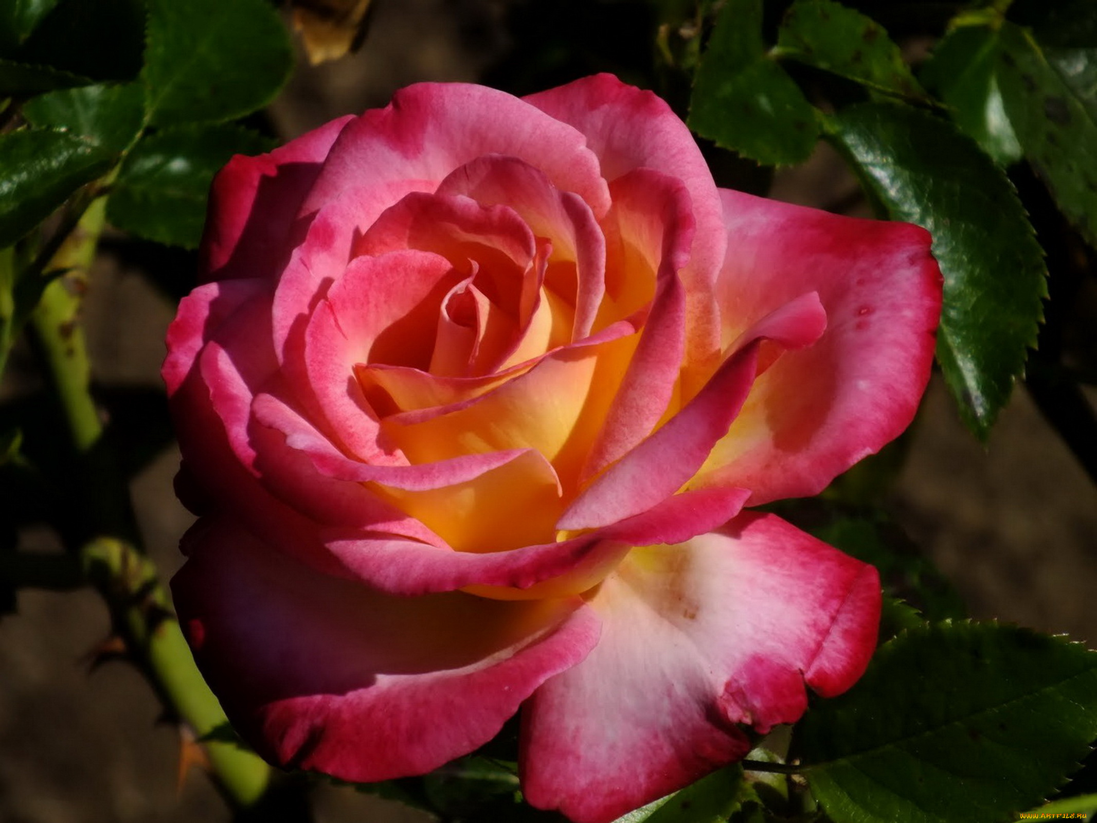 цветы, розы, розовая