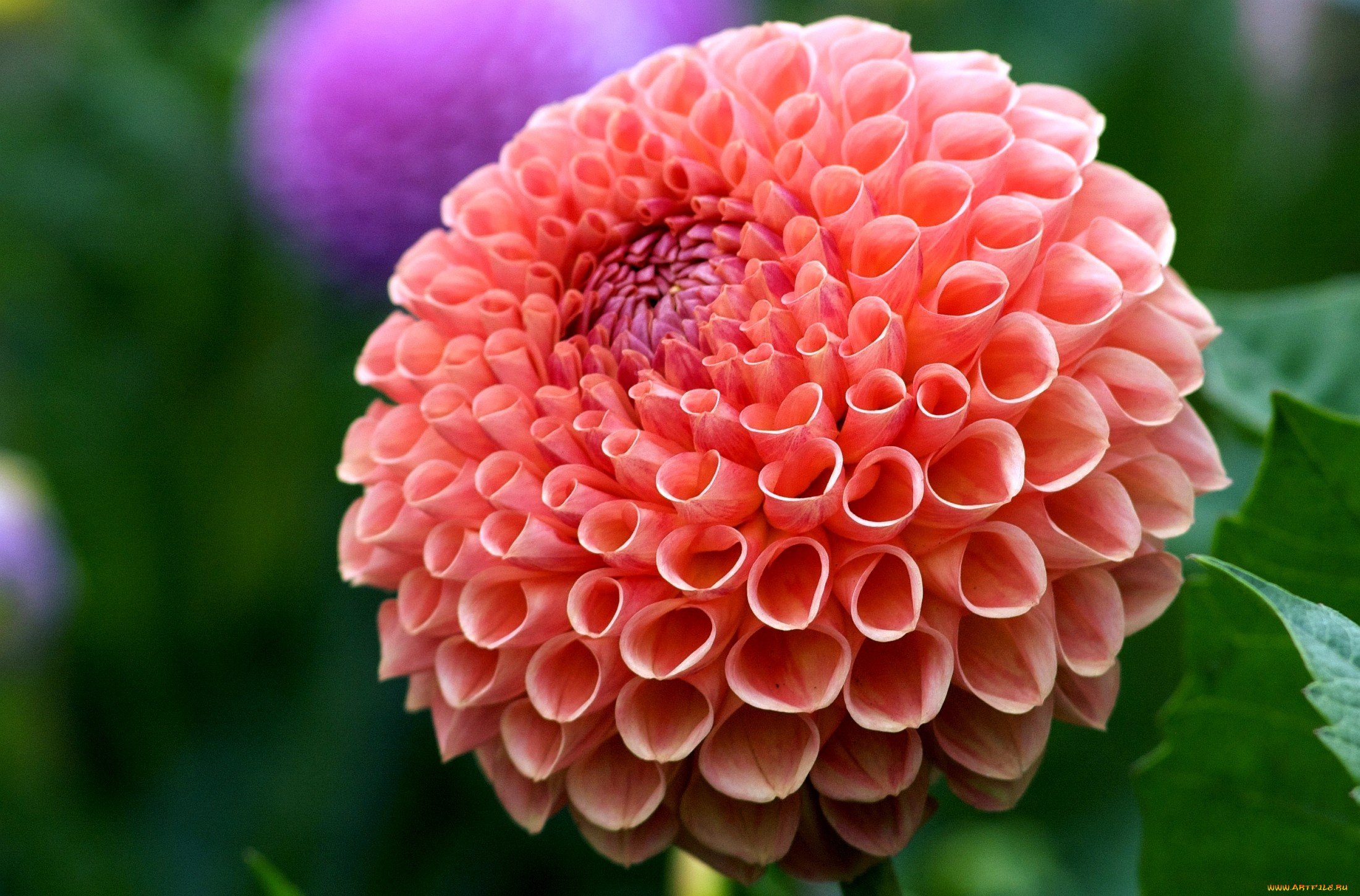 цветы, георгины, круглый, красный, лепестки