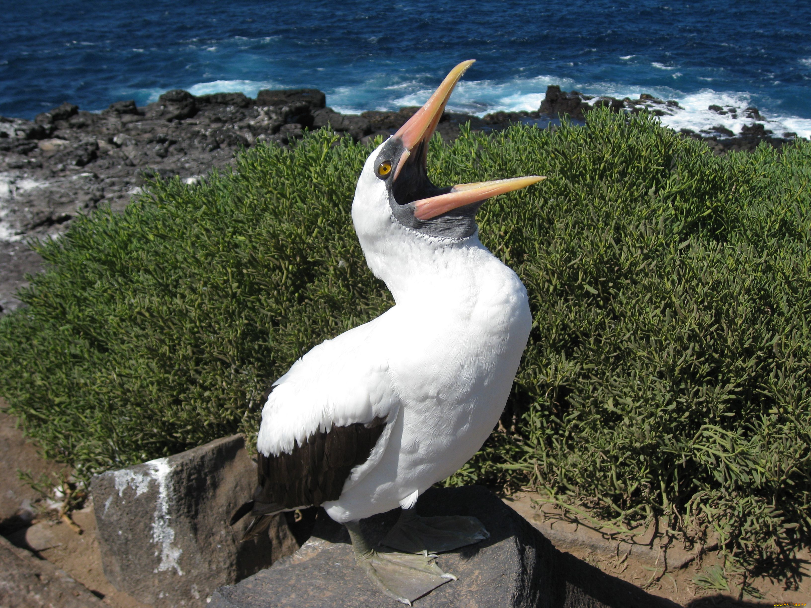 животные, олуши, клюв