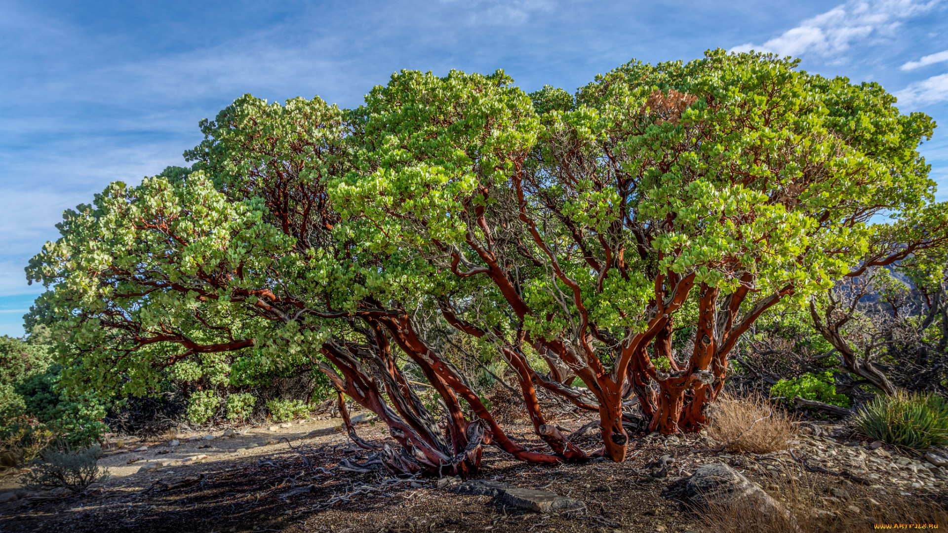 природа, деревья, дерево