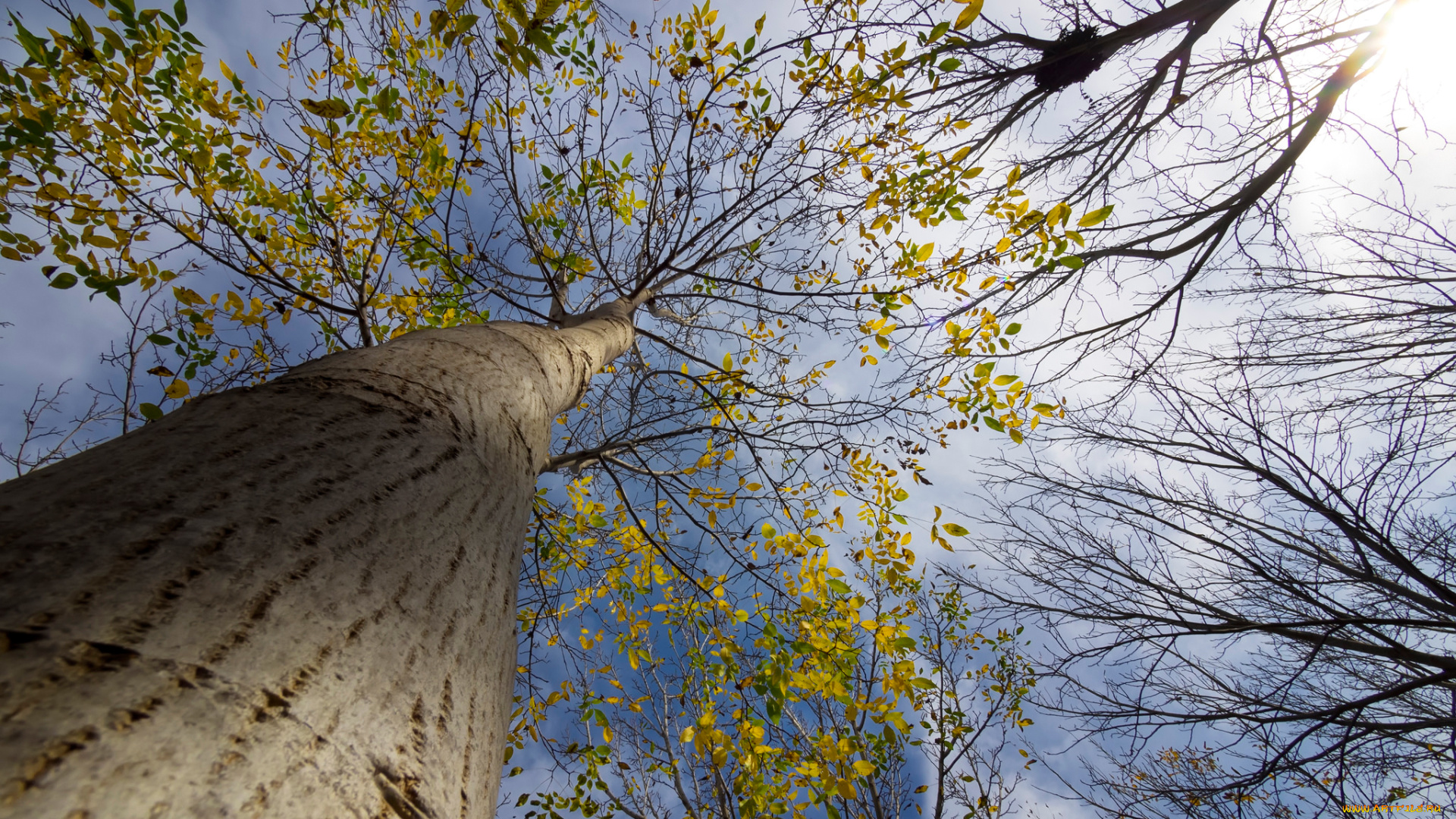 природа, деревья, листья, ветки, дерево, облака, небо, осень, ствол