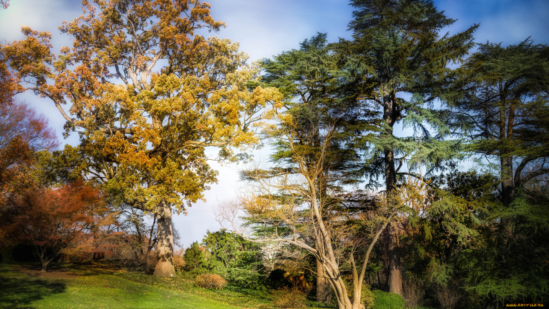 природа, деревья, поляна, осень