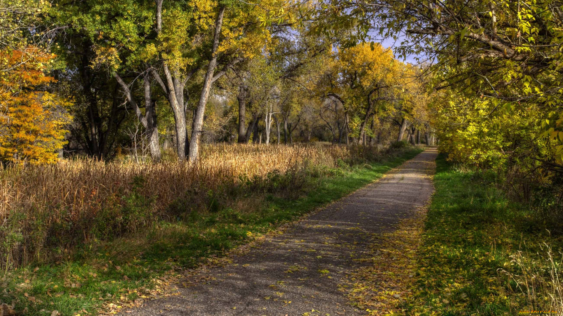природа, дороги, лес, дорожка, осень