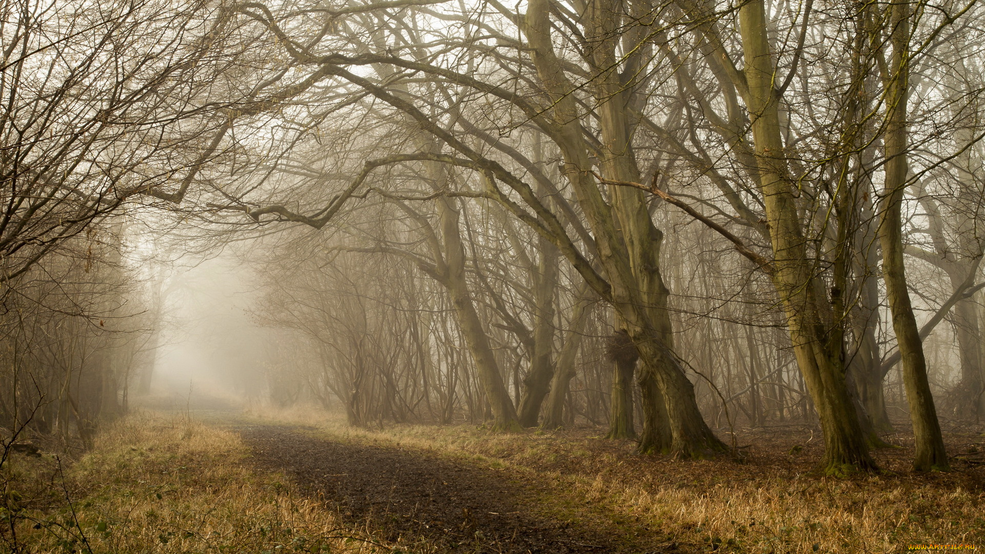 природа, дороги, осень, деревья