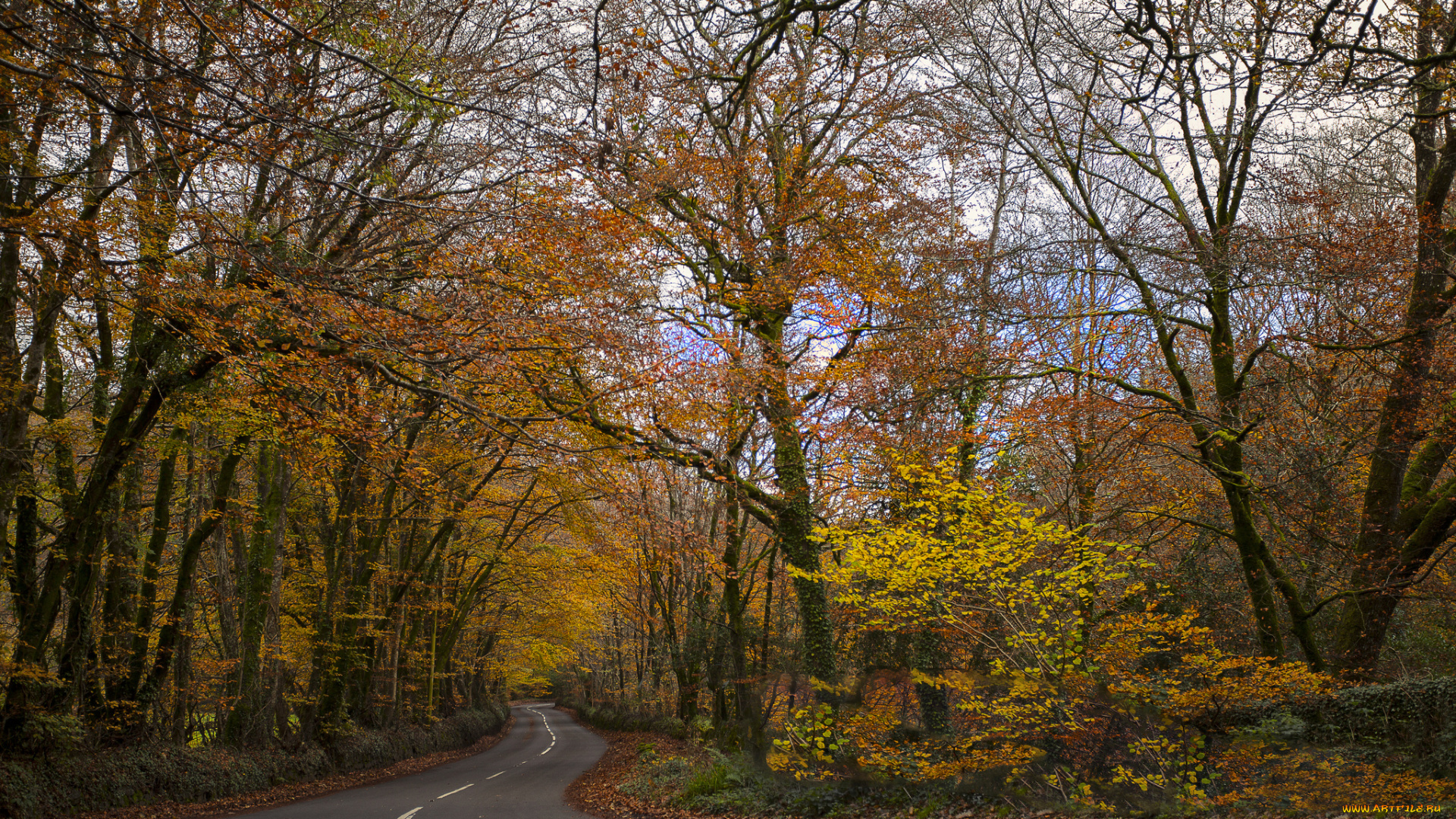 природа, дороги, осень, лес, шоссе