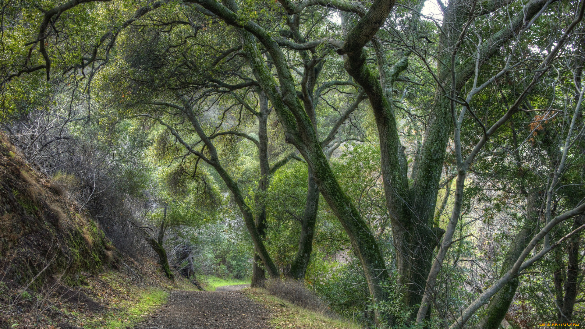 природа, дороги, тропа, лес