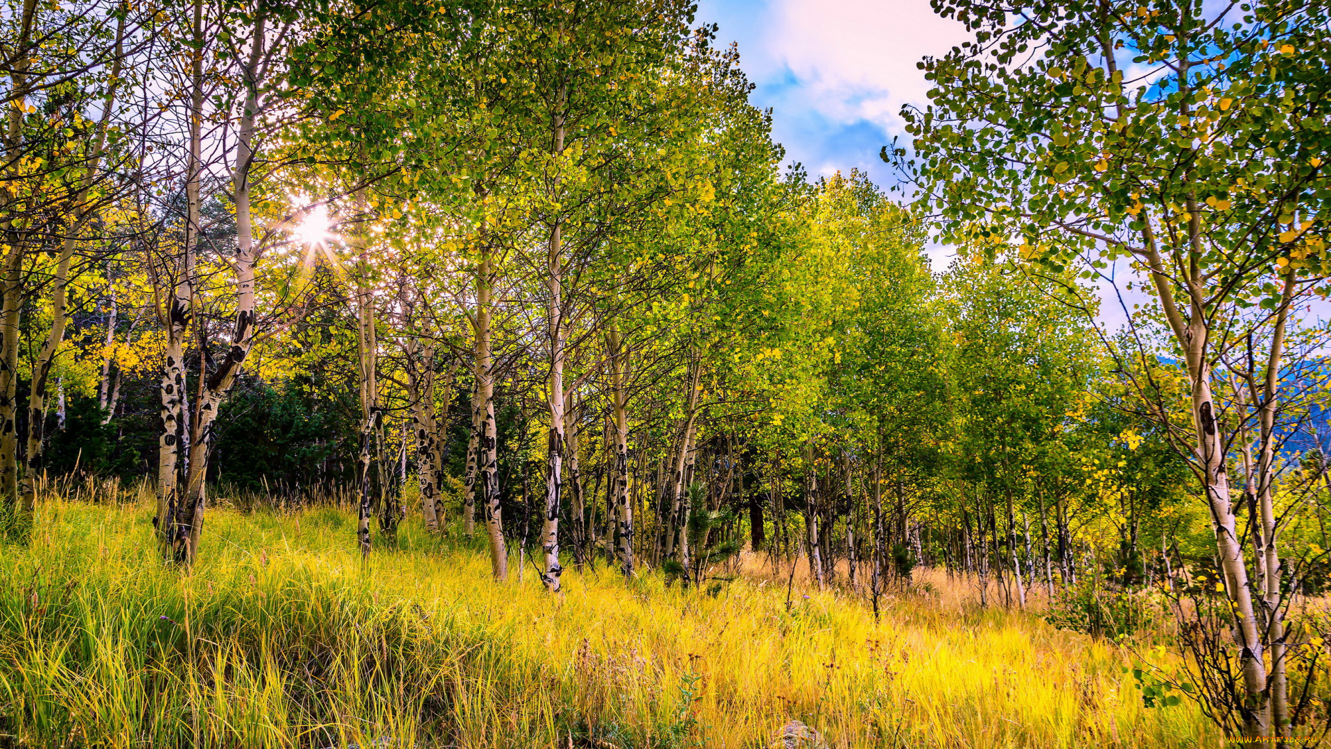 природа, лес, роща, березы, осень, трава