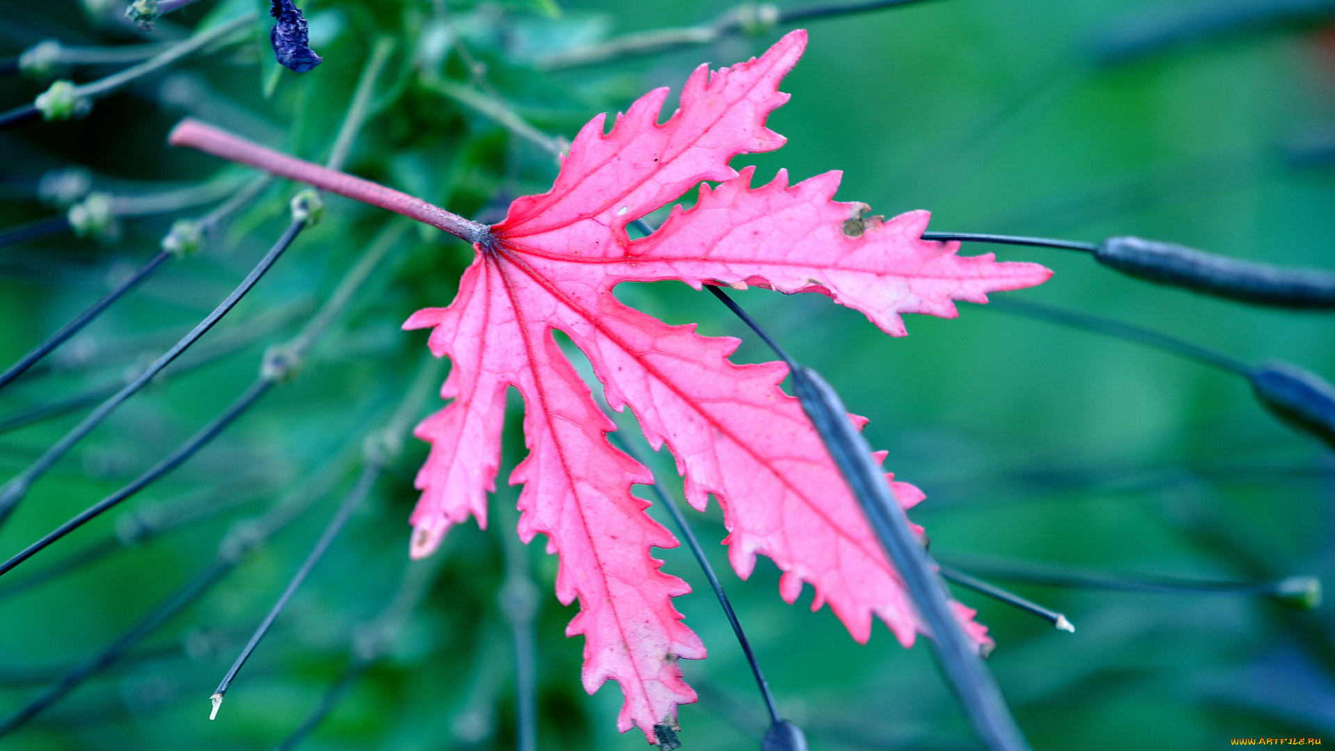 природа, листья, лист, растение, цвет