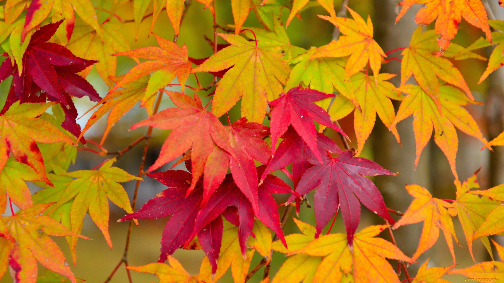 природа, листья, макро, клен, осень