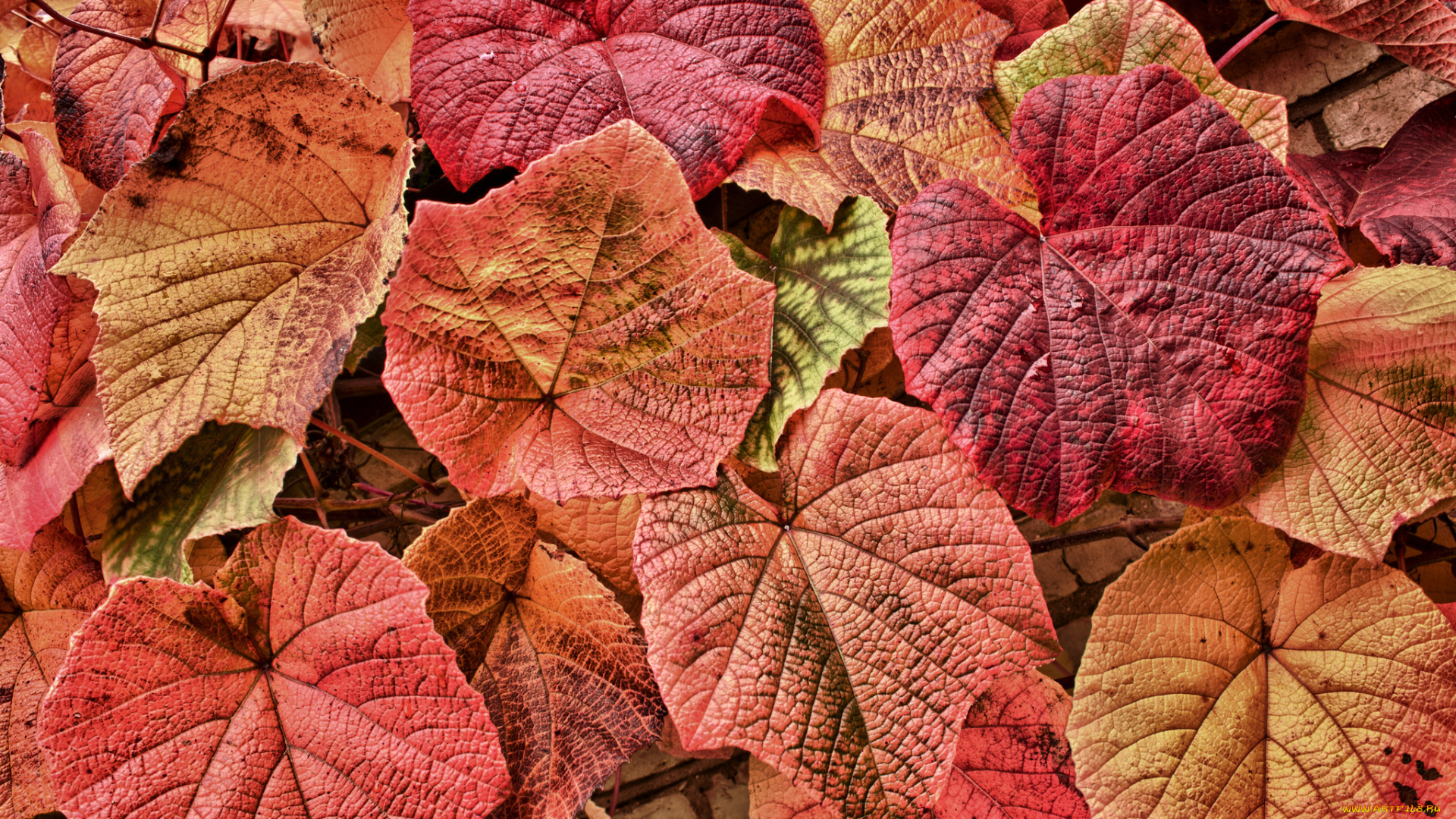 природа, листья, осень