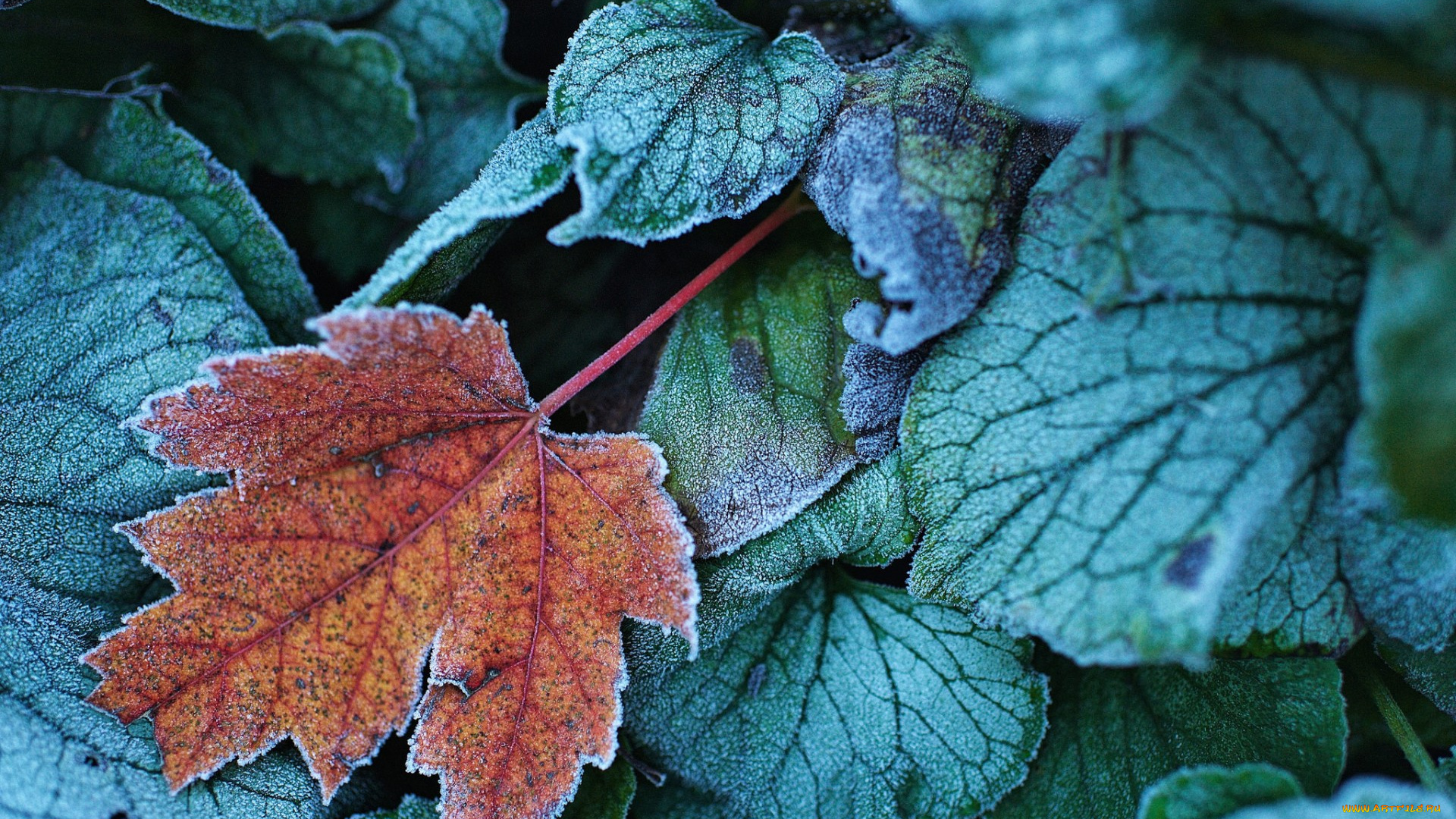 природа, листья, осень, иней