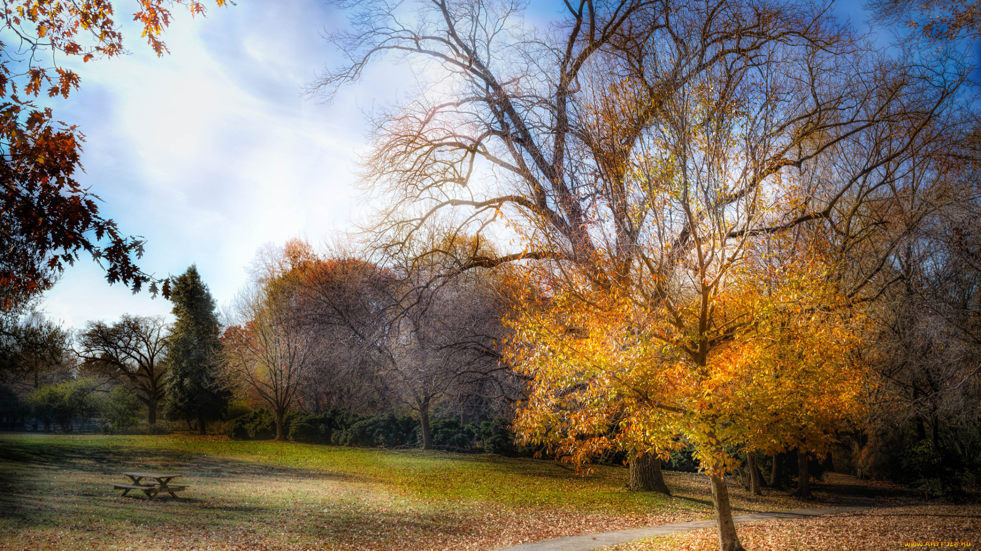 природа, парк, лес, поляна, осень