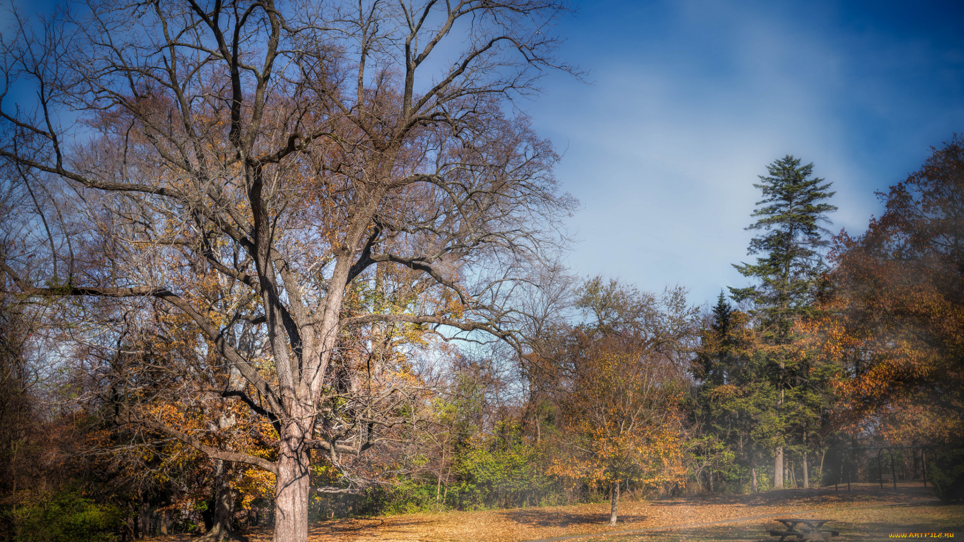 природа, пейзажи, поляна, деревья, осень