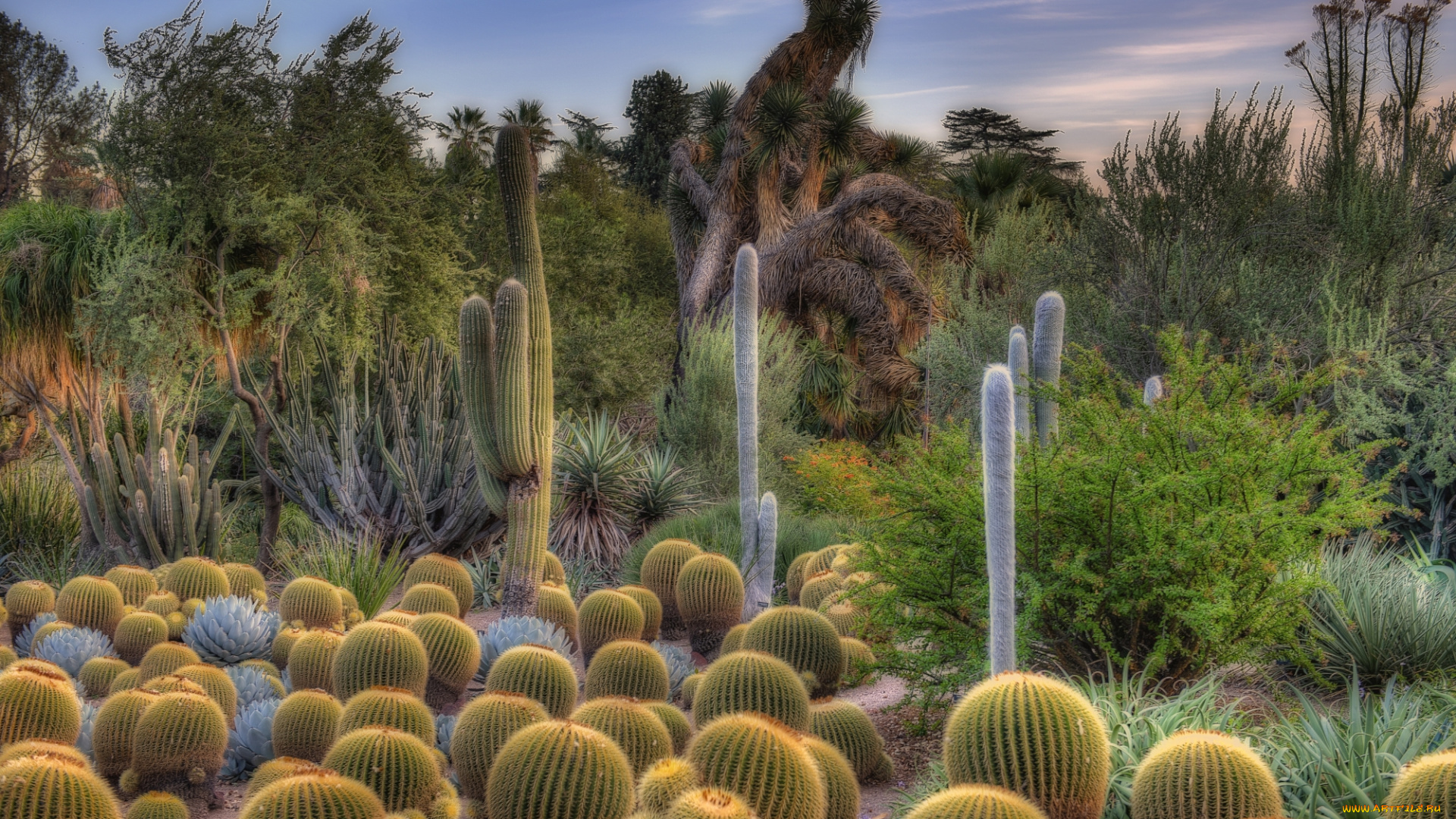 природа, пустыни, пустыня, кактусы