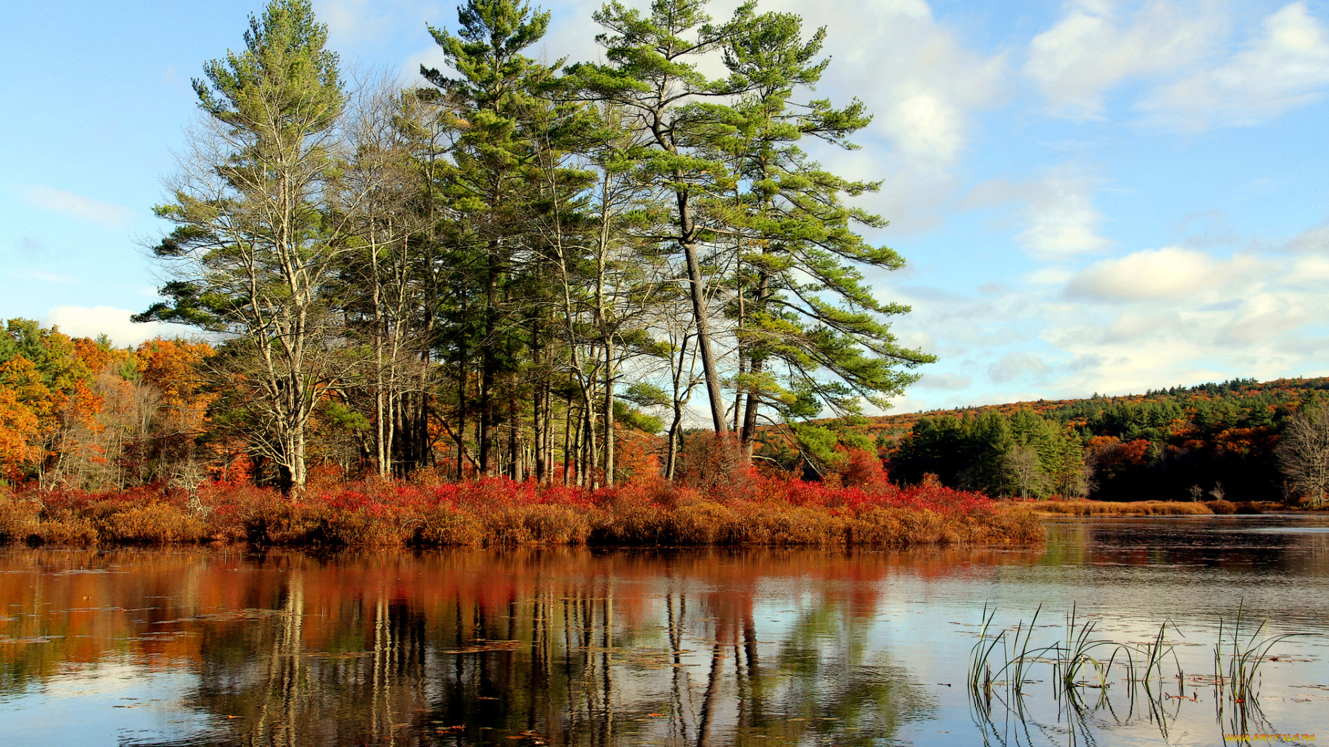природа, реки, озера, лес, река, осень