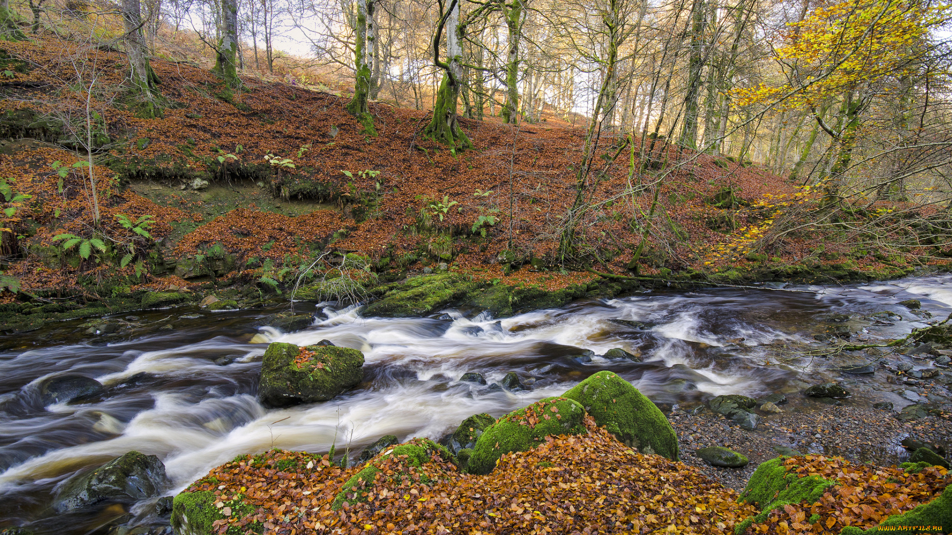 природа, реки, озера, лес, река, осень