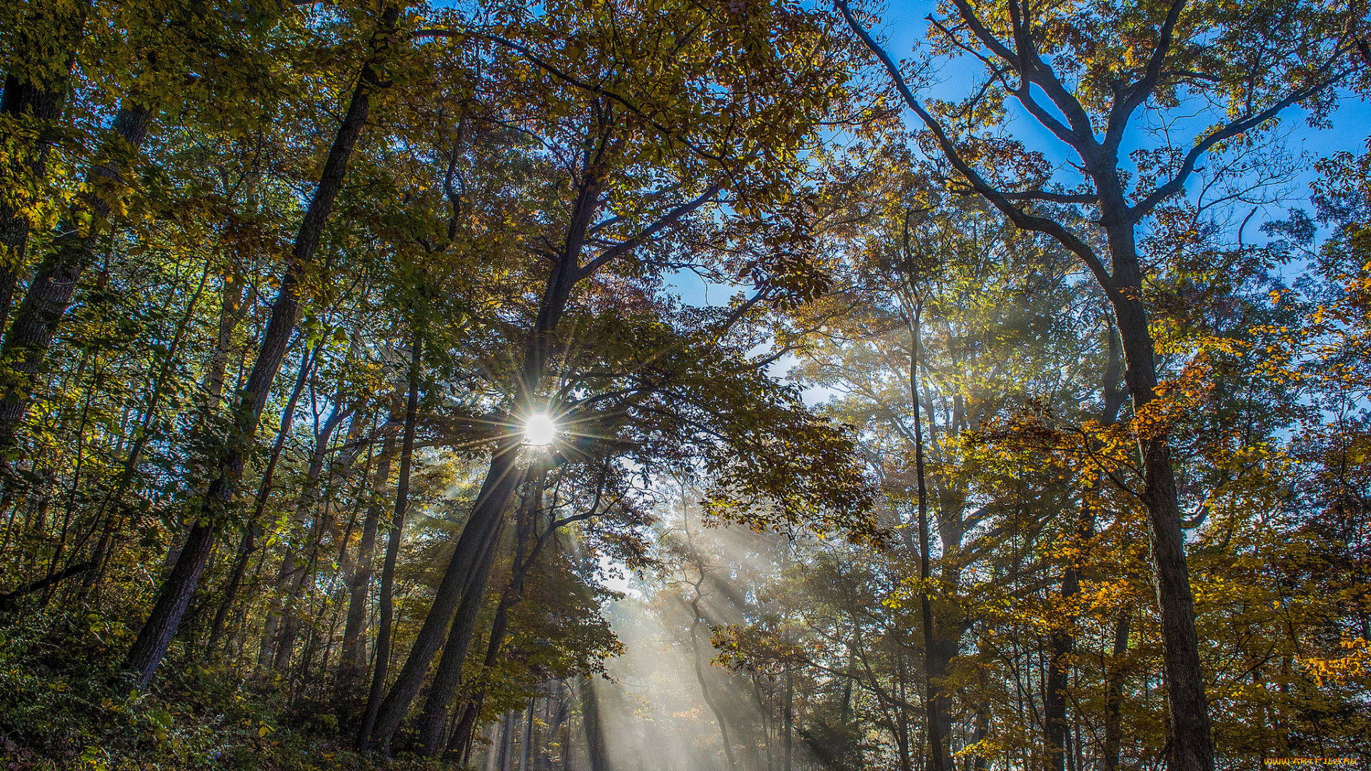 природа, восходы, закаты, деревья, свет, лучи