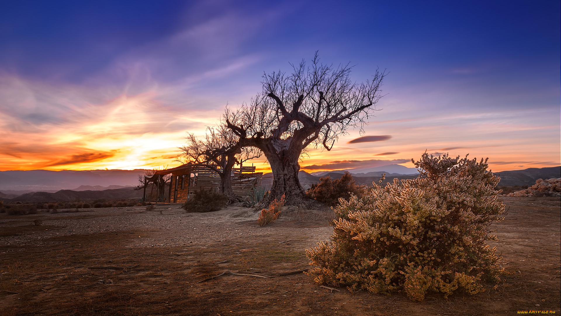 природа, восходы, закаты, равнина, горизонт, дерево, заря