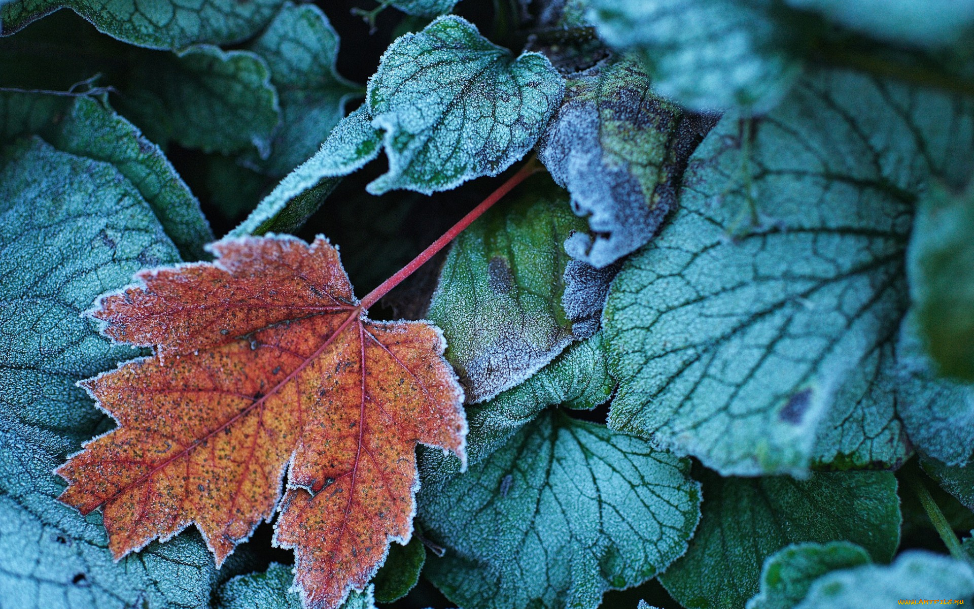 природа, листья, осень, иней