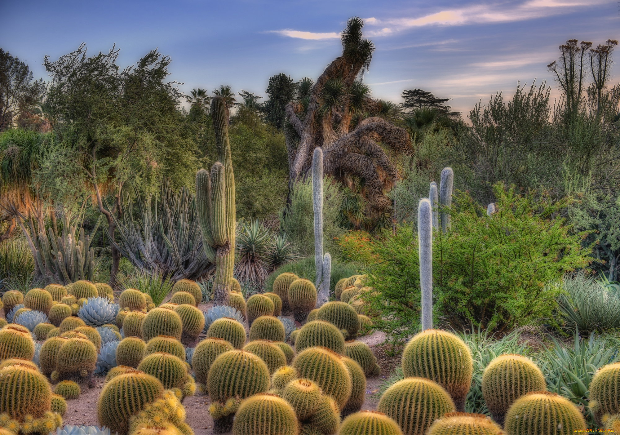 природа, пустыни, пустыня, кактусы