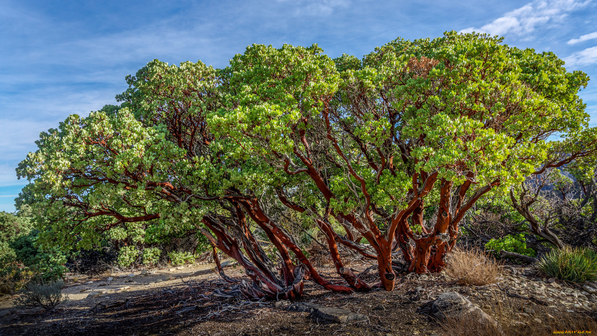 природа, деревья, дерево