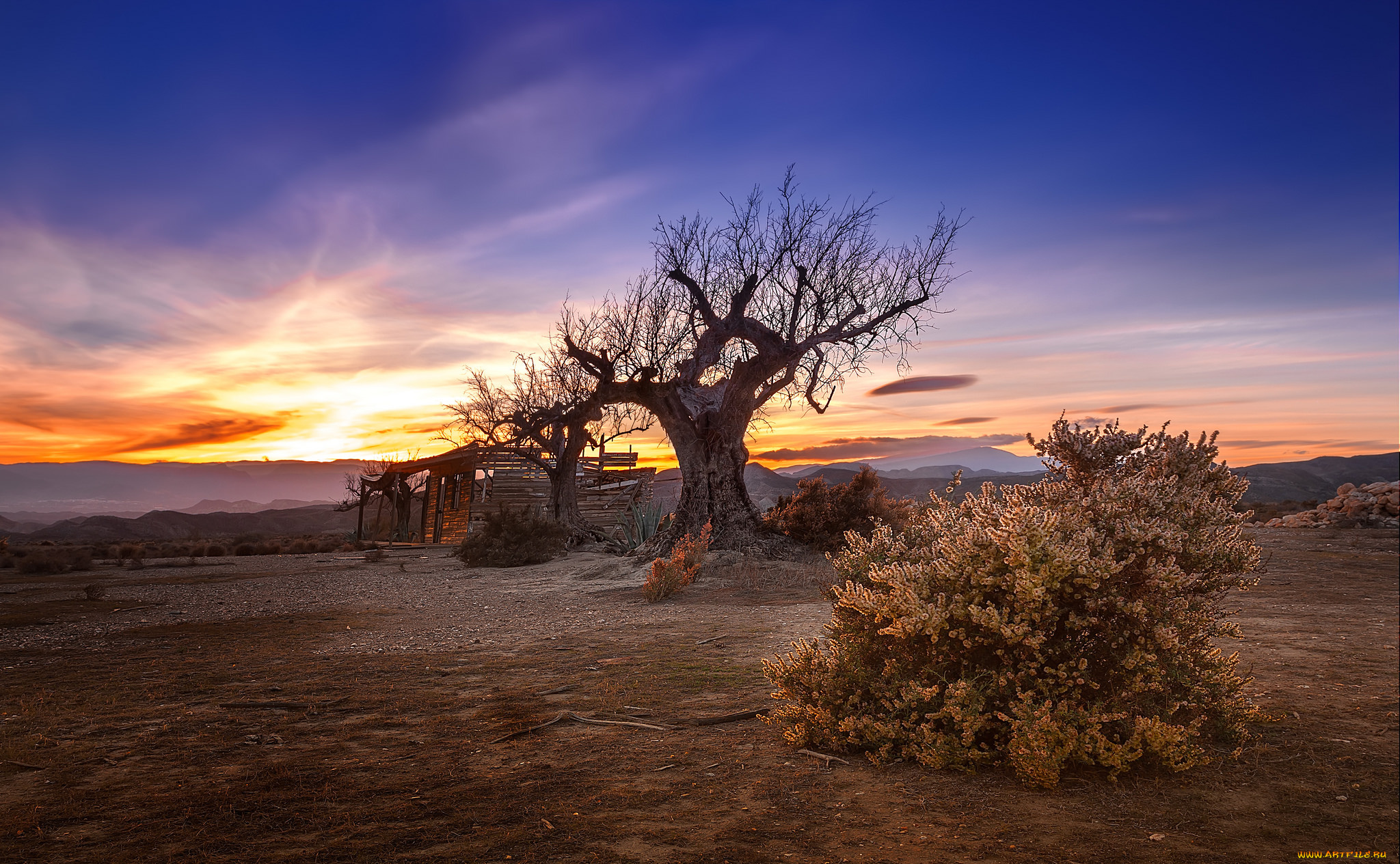природа, восходы, закаты, равнина, горизонт, дерево, заря