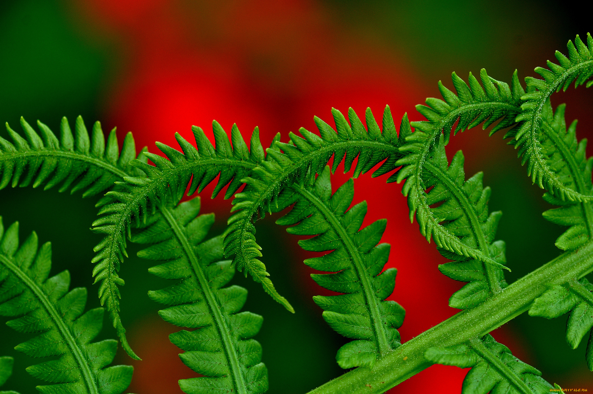 природа, листья, растение, красный, макро, папаротник, зелень, фон
